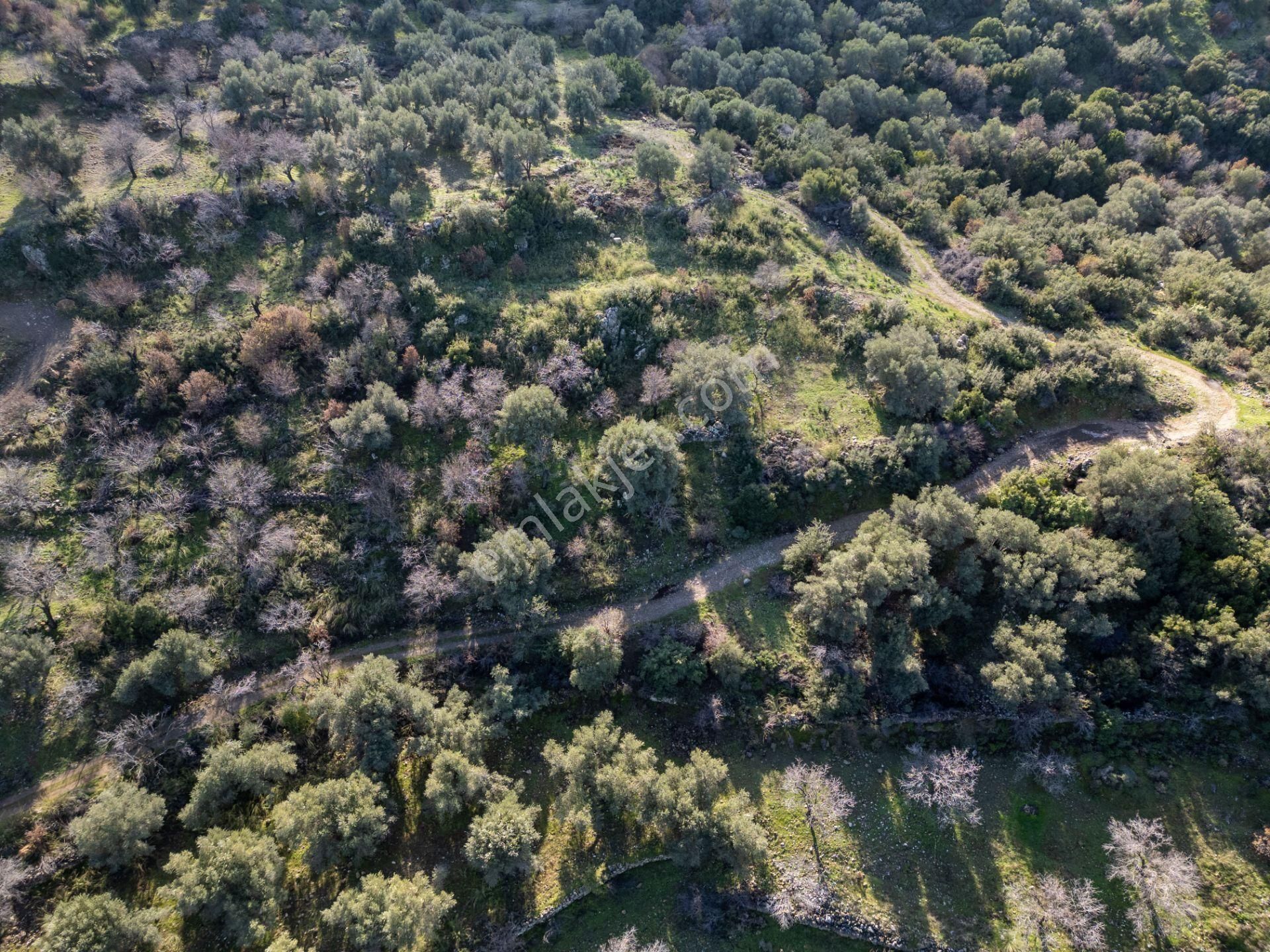 Datça Hızırşahta 4.783m2 Muhteşem Manzaralı Satılık Fırsat Arazi - Görsel 16