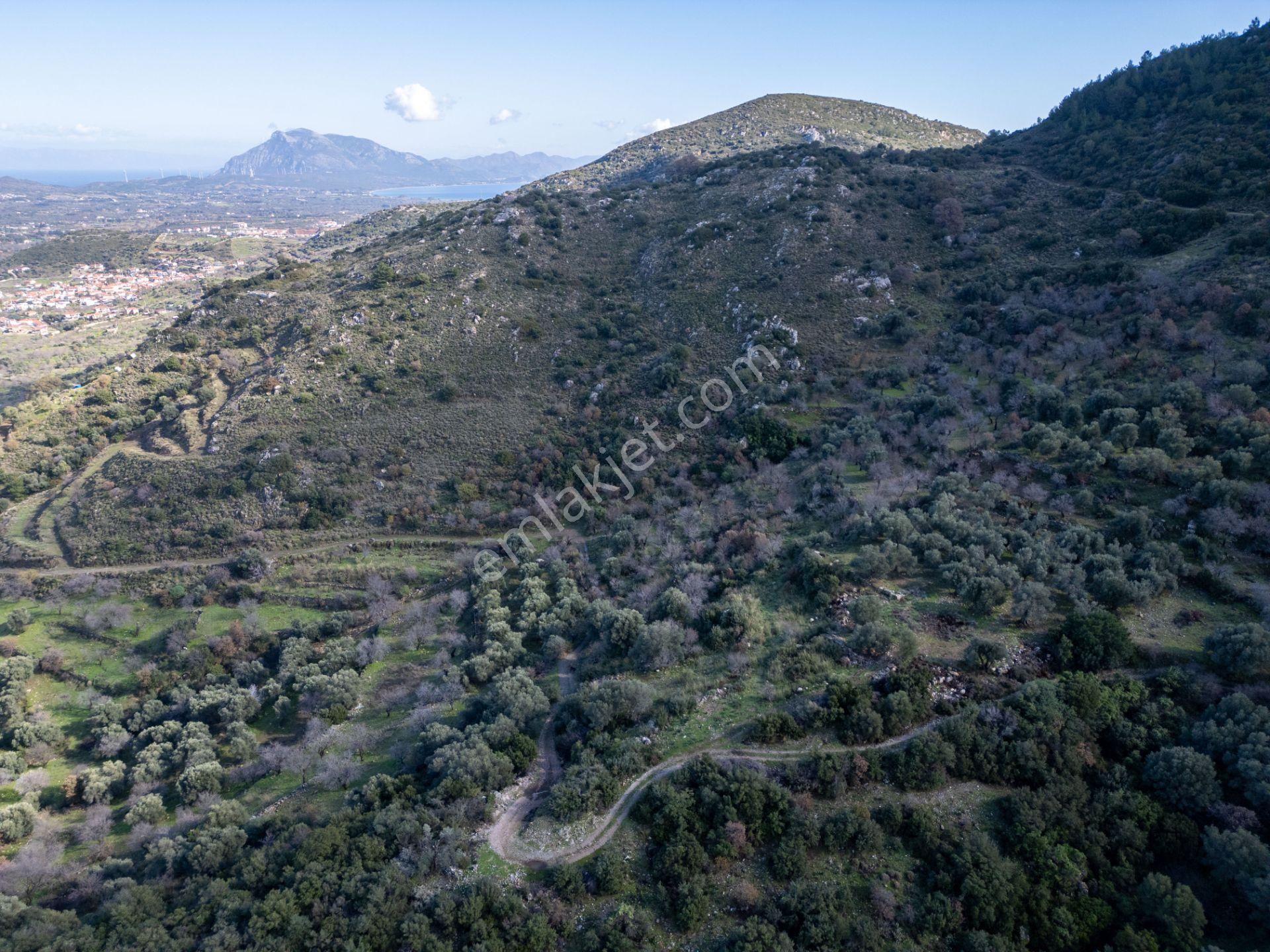 Datça Hızırşahta 4.783m2 Muhteşem Manzaralı Satılık Fırsat Arazi - Görsel 14