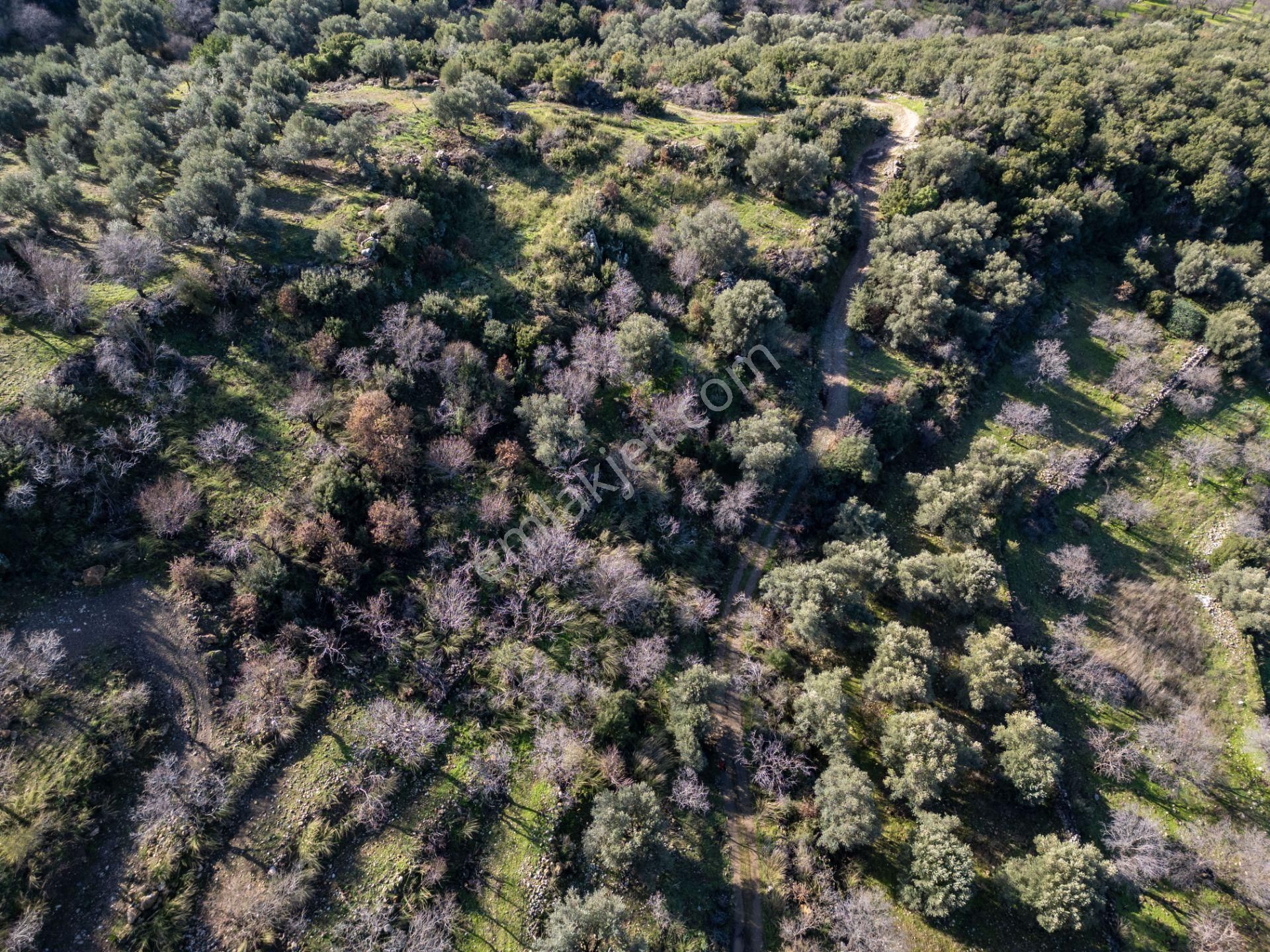 Datça Hızırşahta 4.783m2 Muhteşem Manzaralı Satılık Fırsat Arazi - Görsel 7