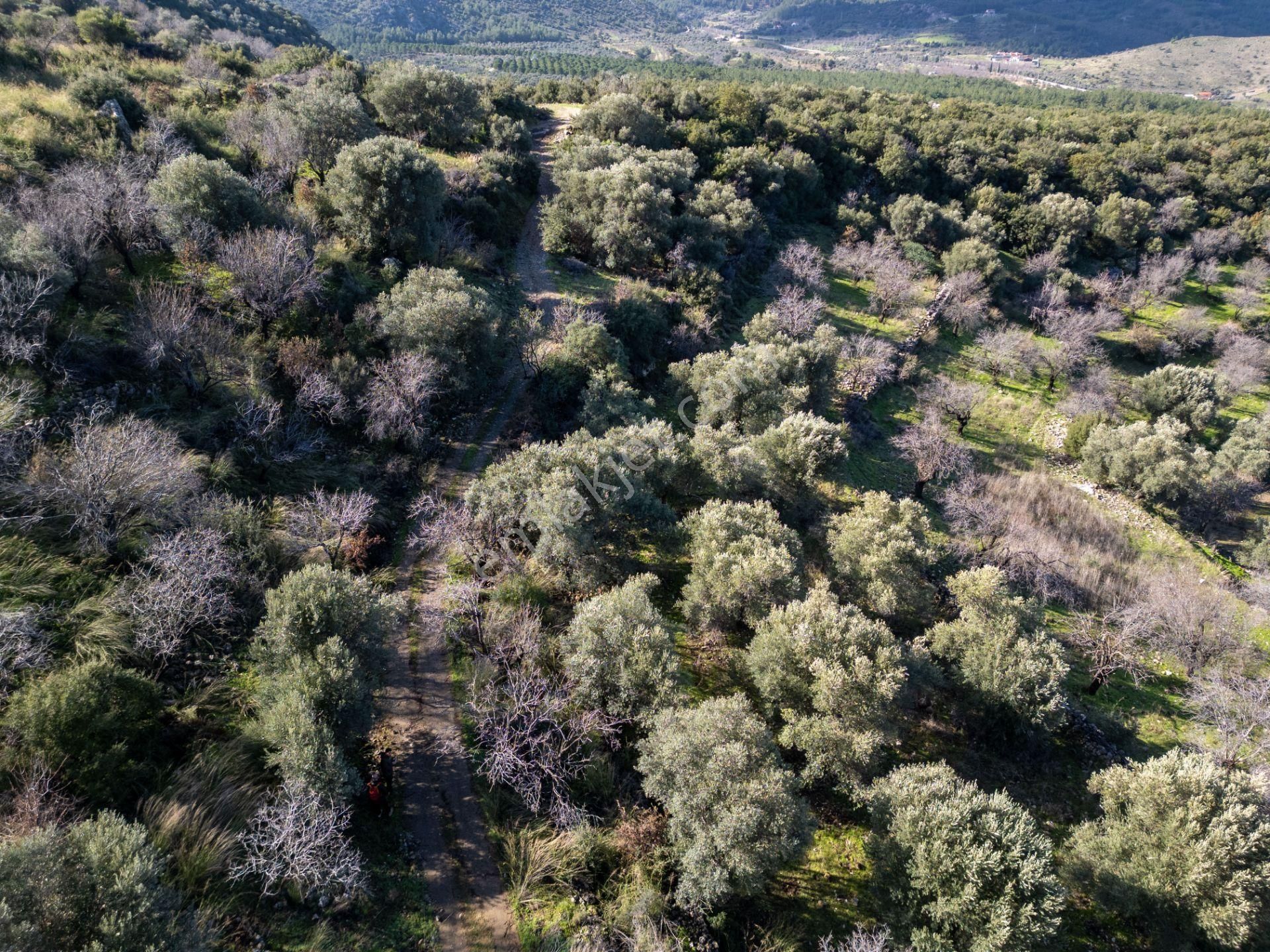 Datça Hızırşahta 4.783m2 Muhteşem Manzaralı Satılık Fırsat Arazi - Görsel 4