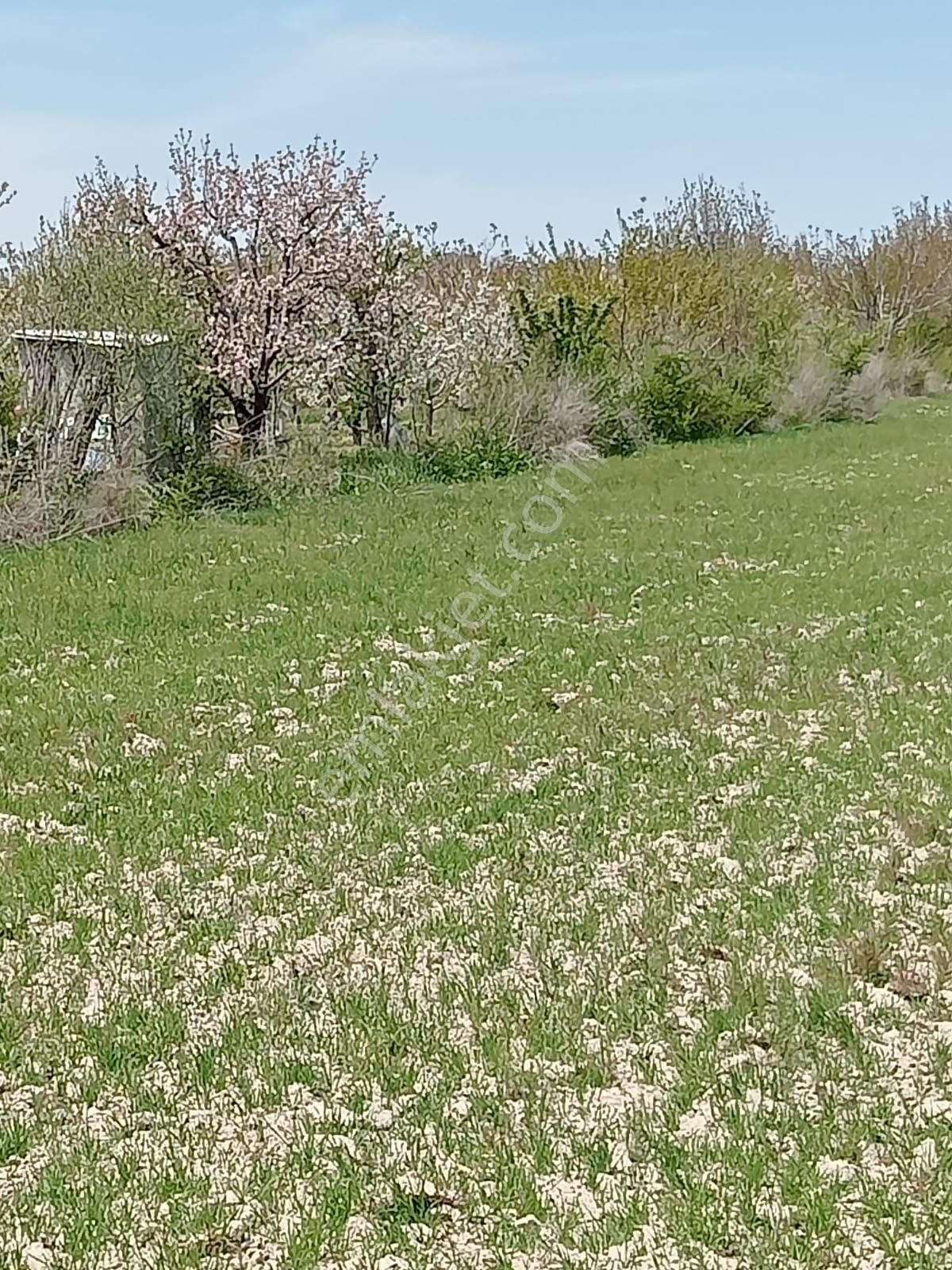 Afyon Sultandagı Tarla - Görsel 3