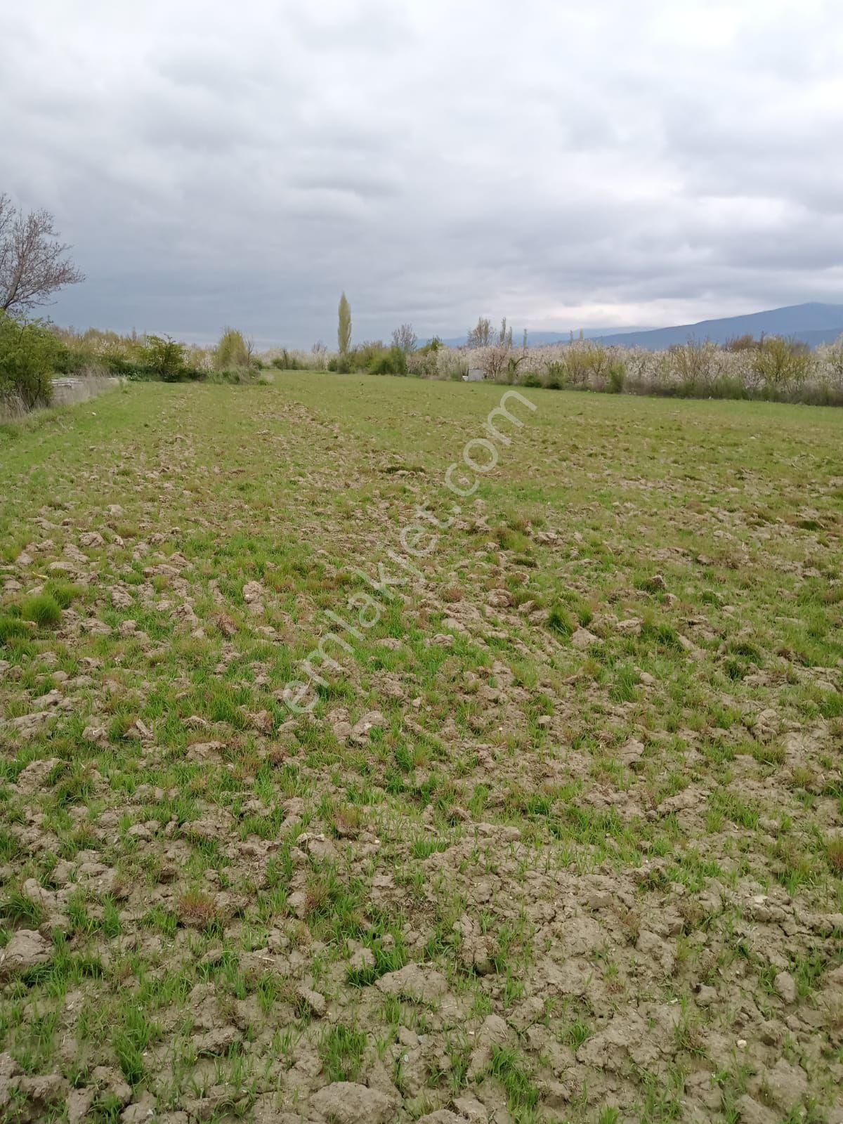 Afyon Sultandagı Tarla - Görsel 6