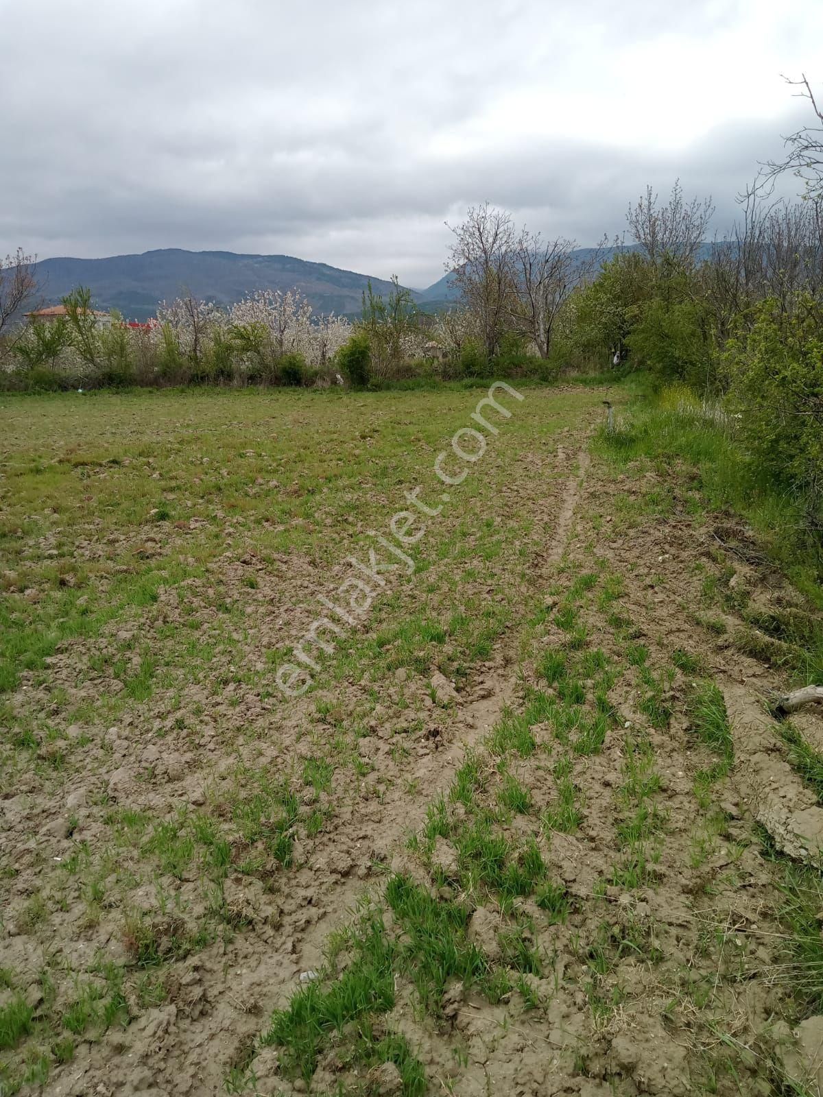 Afyon Sultandagı Tarla - Görsel 7