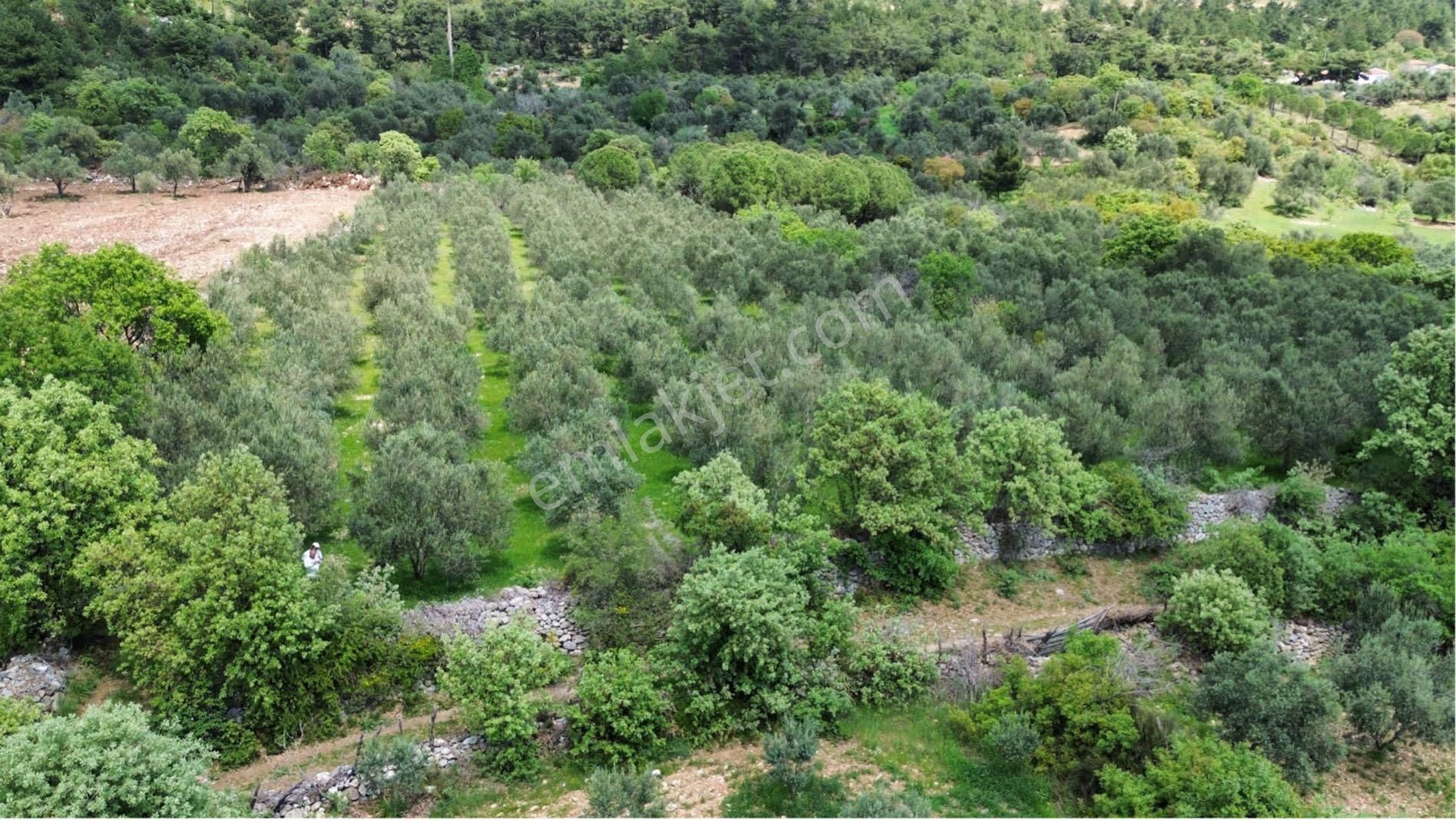 Çamoba Mahallesi Satılık 2000m2 60 Ağaçlı Zeytinlik - Görsel 17