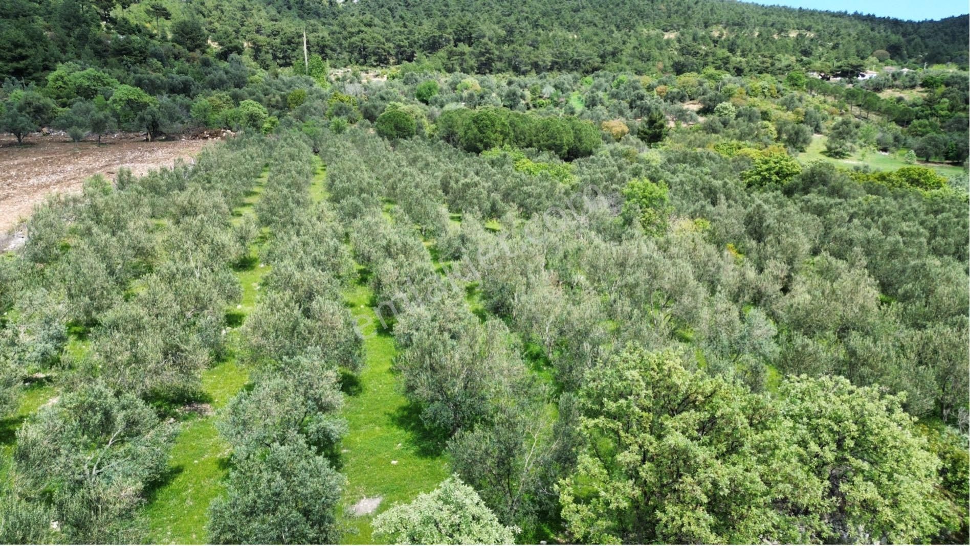 Çamoba Mahallesi Satılık 2000m2 60 Ağaçlı Zeytinlik - Görsel 20