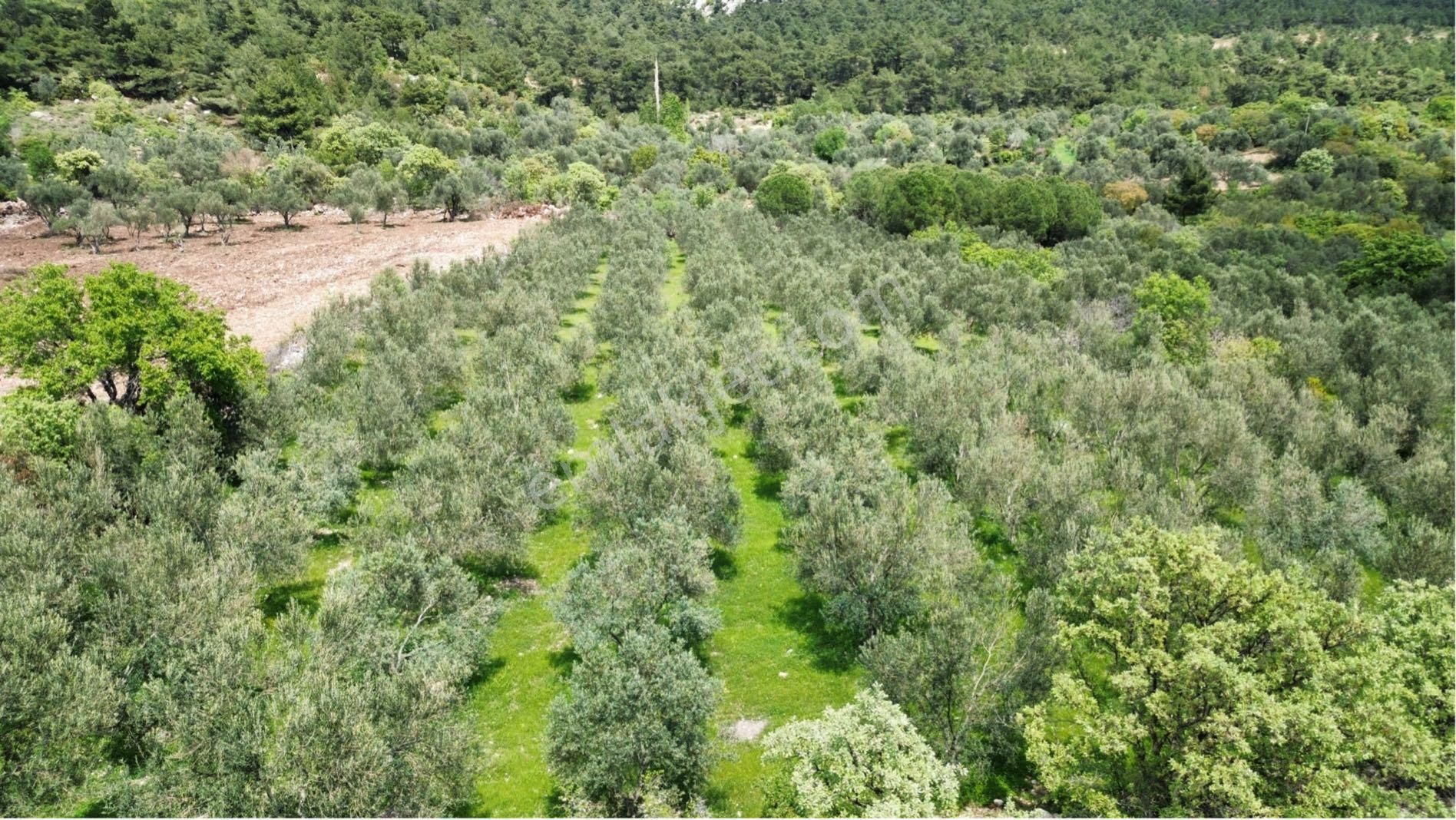 Çamoba Mahallesi Satılık 2000m2 60 Ağaçlı Zeytinlik - Görsel 19