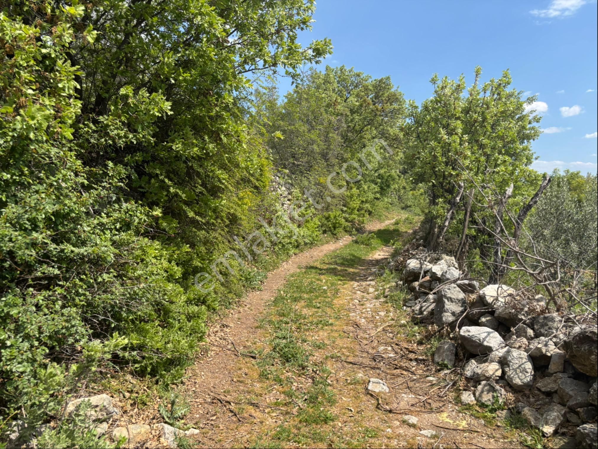 Çamoba Mahallesi Satılık 2000m2 60 Ağaçlı Zeytinlik - Görsel 5
