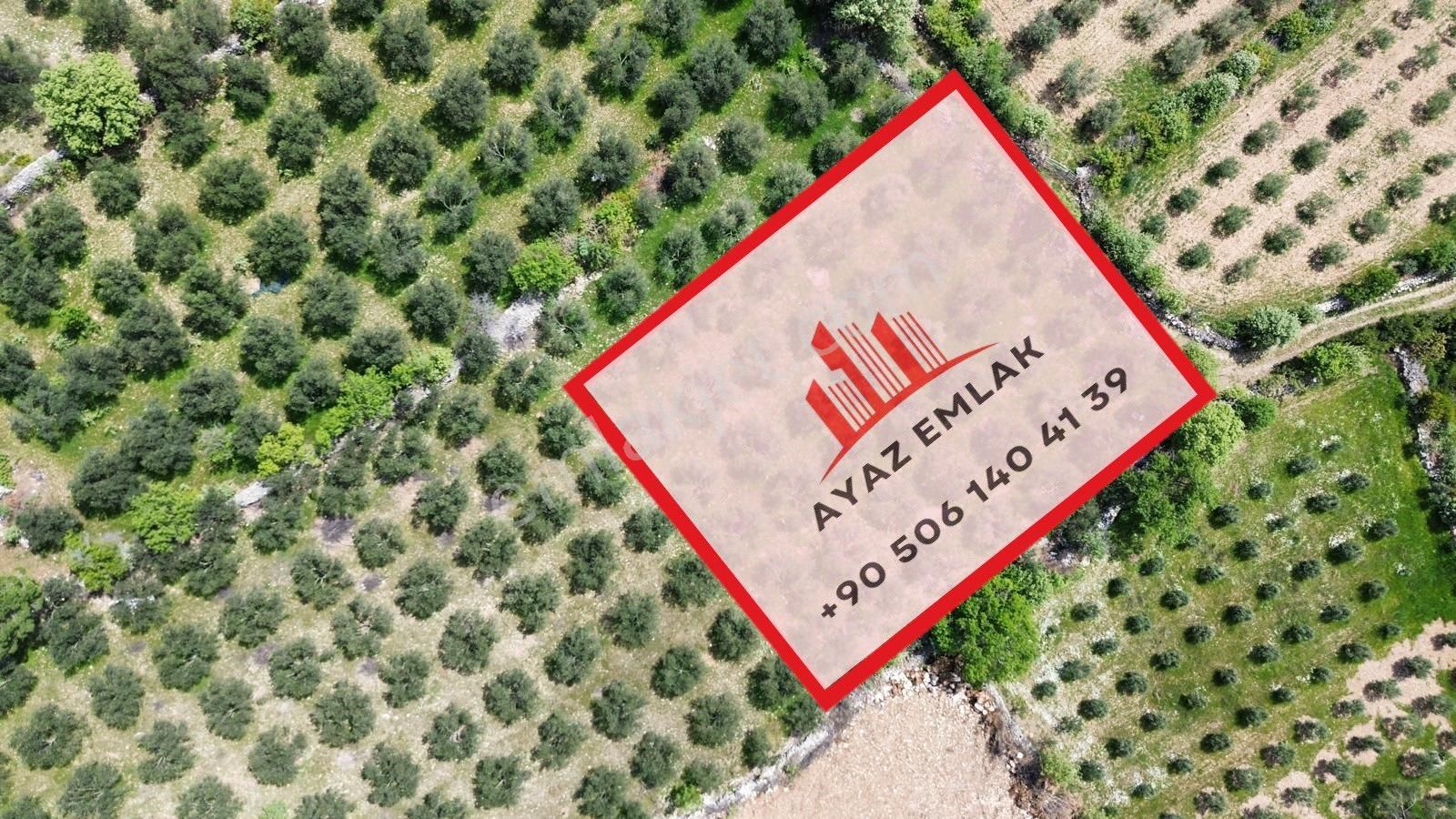 Çamoba Mahallesi Satılık 2000m2 60 Ağaçlı Zeytinlik - Görsel 2
