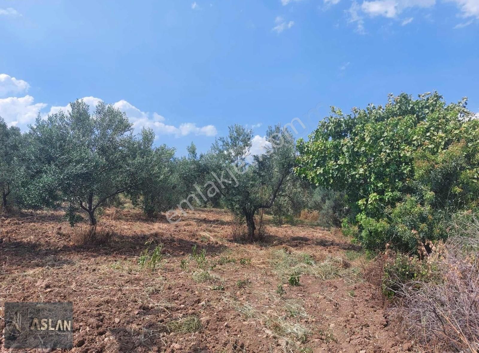 Dikili Salimbey Mah.8469m2 Satılık Tarla - Görsel 11