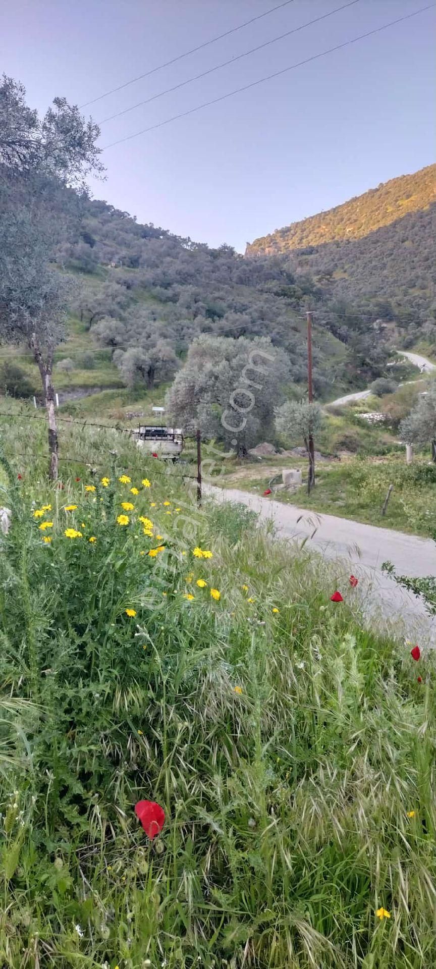 Aydın Efeler Satılık Zeytinlik