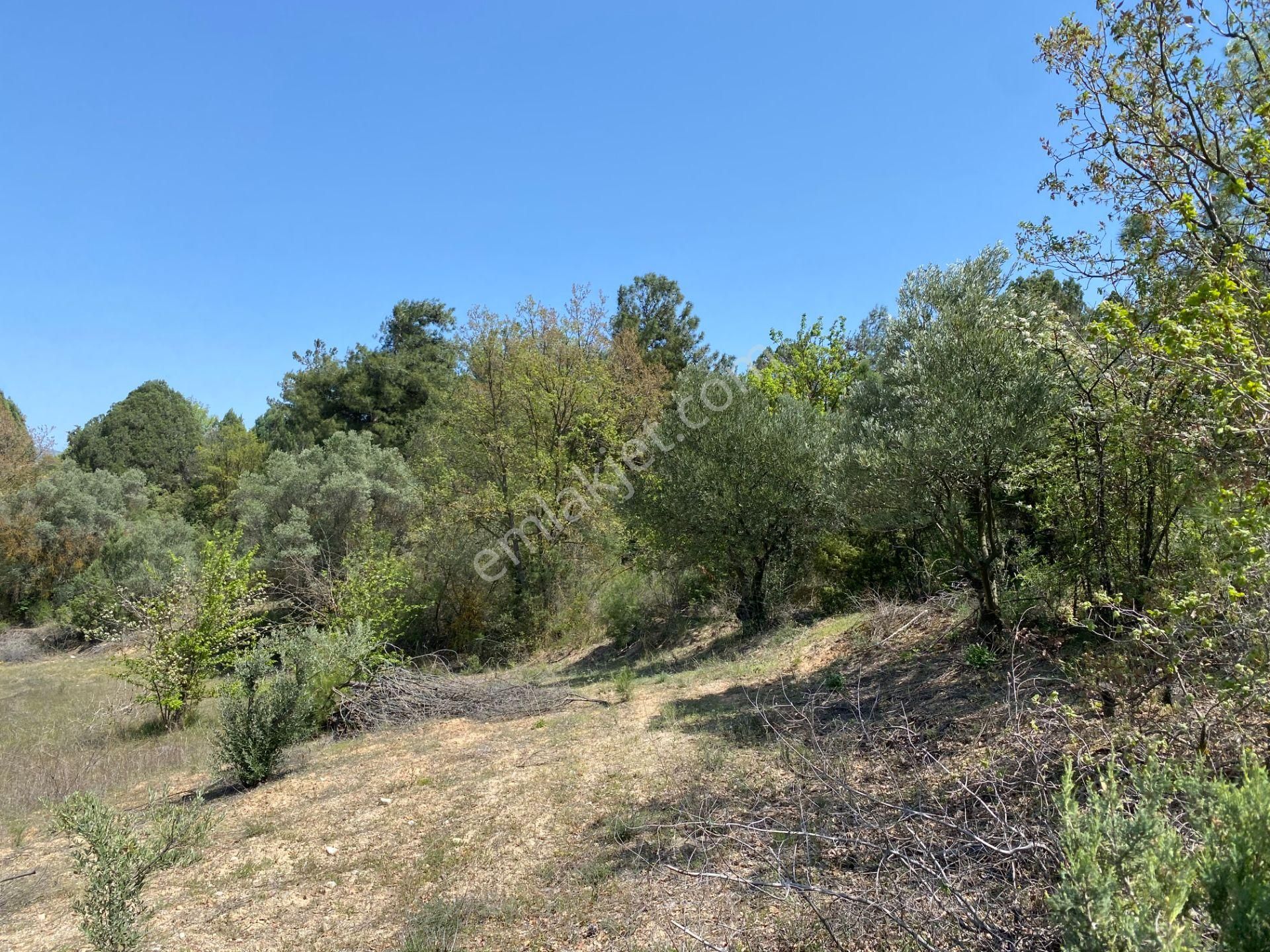 7.400 M2 Köy Manzaralı Meyve Bahçesi