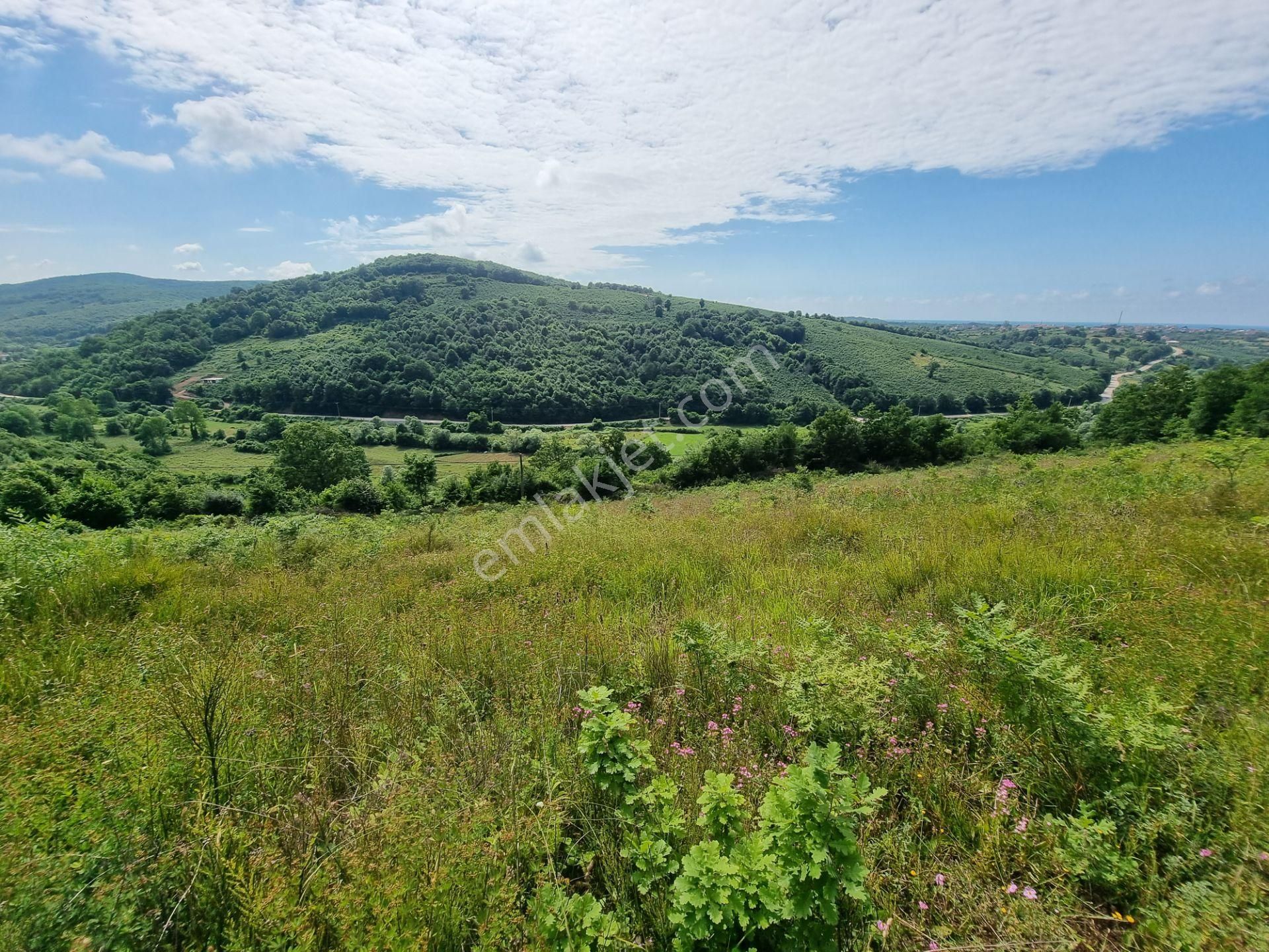 Bağırganlı'da Vadi Manzaralı Orman Kenarı 10 Dönüm Tarla - Görsel 24