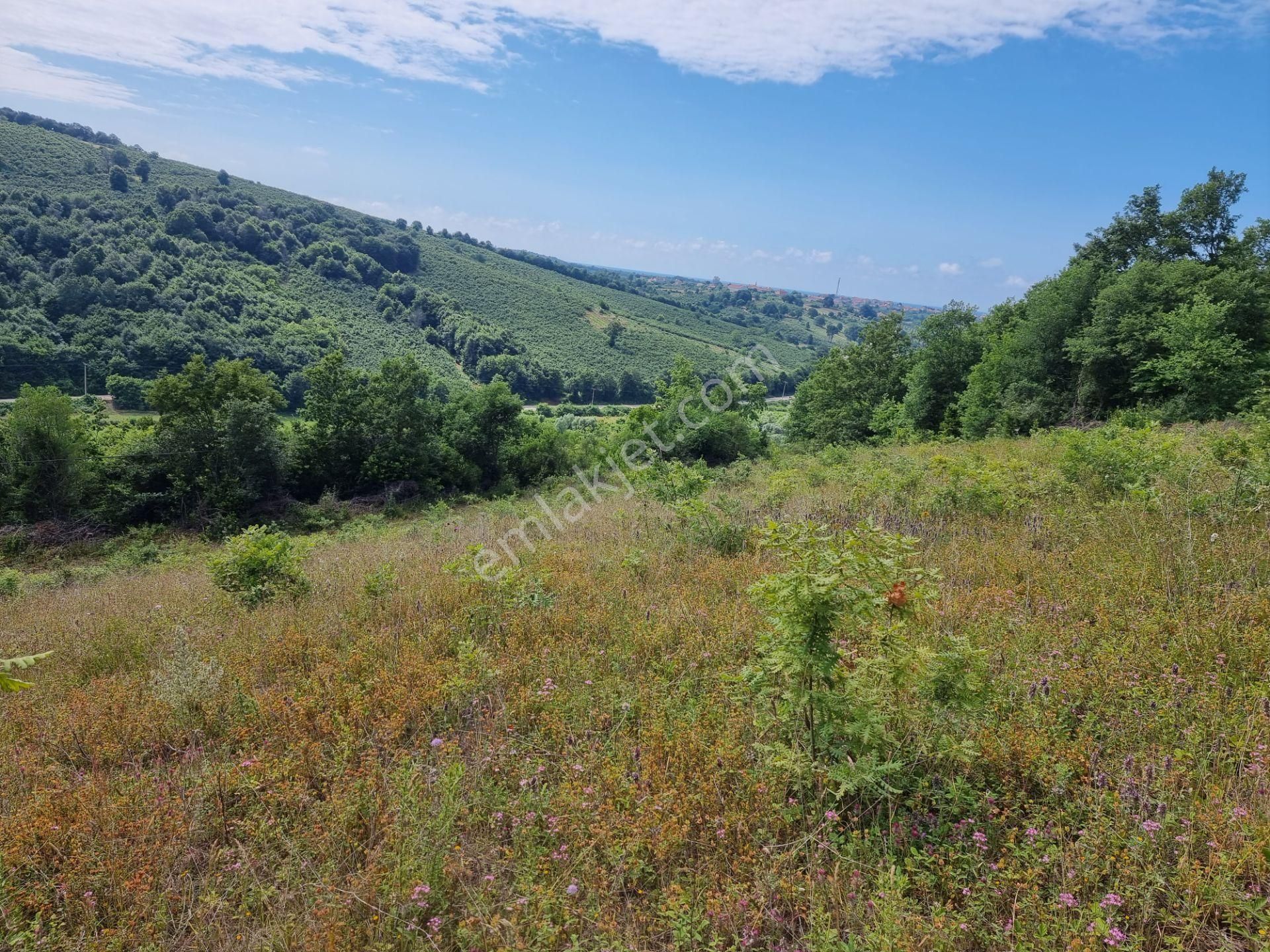 Bağırganlı'da Vadi Manzaralı Orman Kenarı 10 Dönüm Tarla - Görsel 17