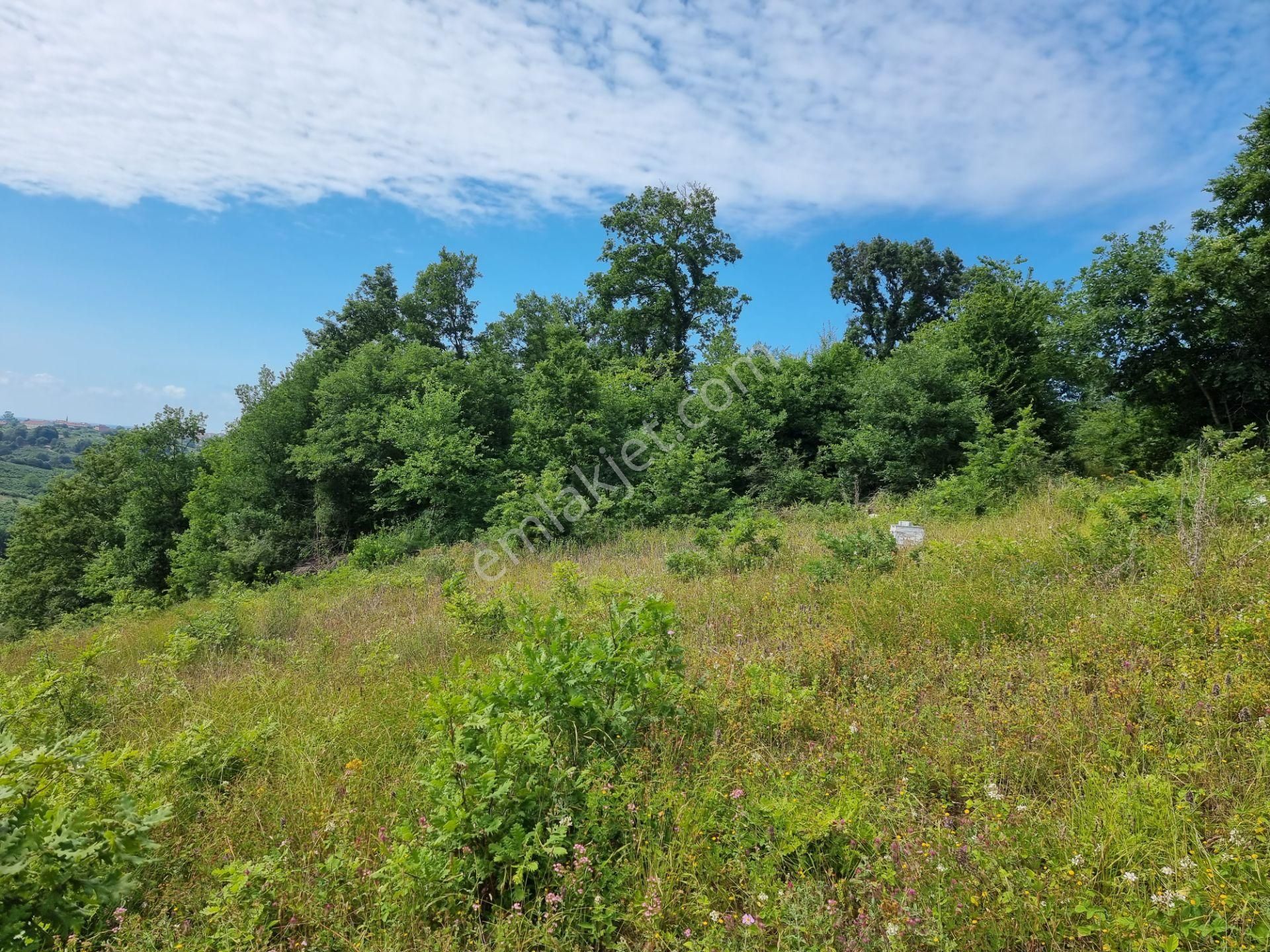 Bağırganlı'da Vadi Manzaralı Orman Kenarı 10 Dönüm Tarla - Görsel 14