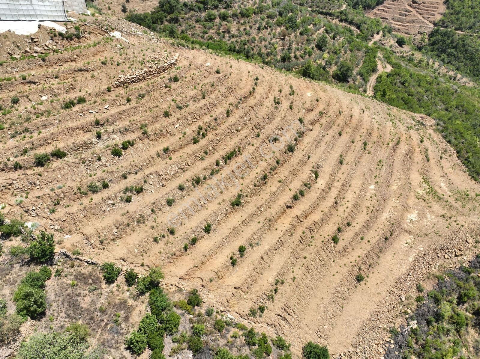 Alanya Çamlıca Mahallesinde Verimli Bir Tarla Sizi Bekliyor. Tam 13200 Metrekare - Görsel 17