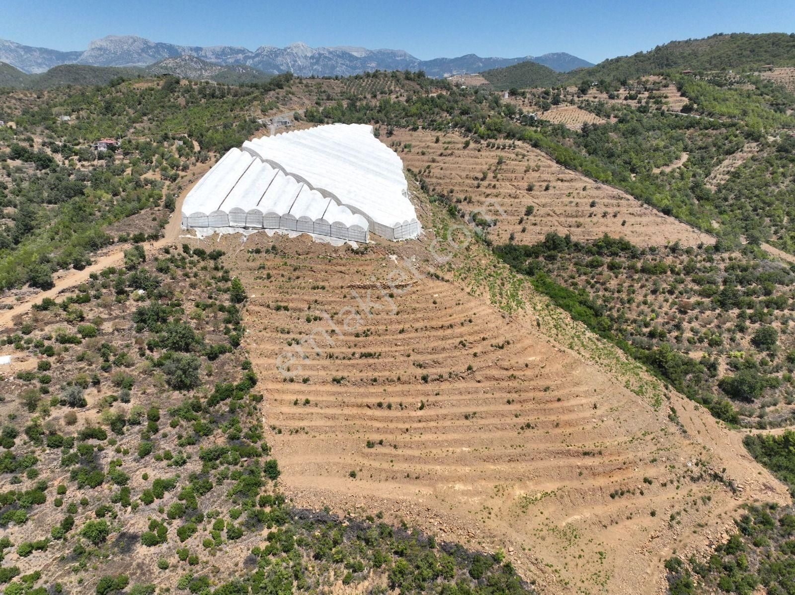 Alanya Çamlıca Mahallesinde Verimli Bir Tarla Sizi Bekliyor. Tam 13200 Metrekare - Görsel 6