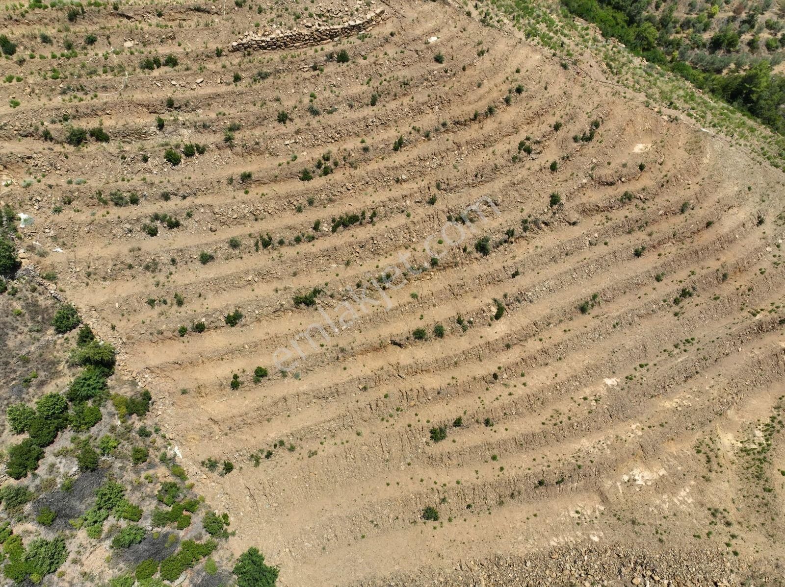 Alanya Çamlıca Mahallesinde Verimli Bir Tarla Sizi Bekliyor. Tam 13200 Metrekare - Görsel 20