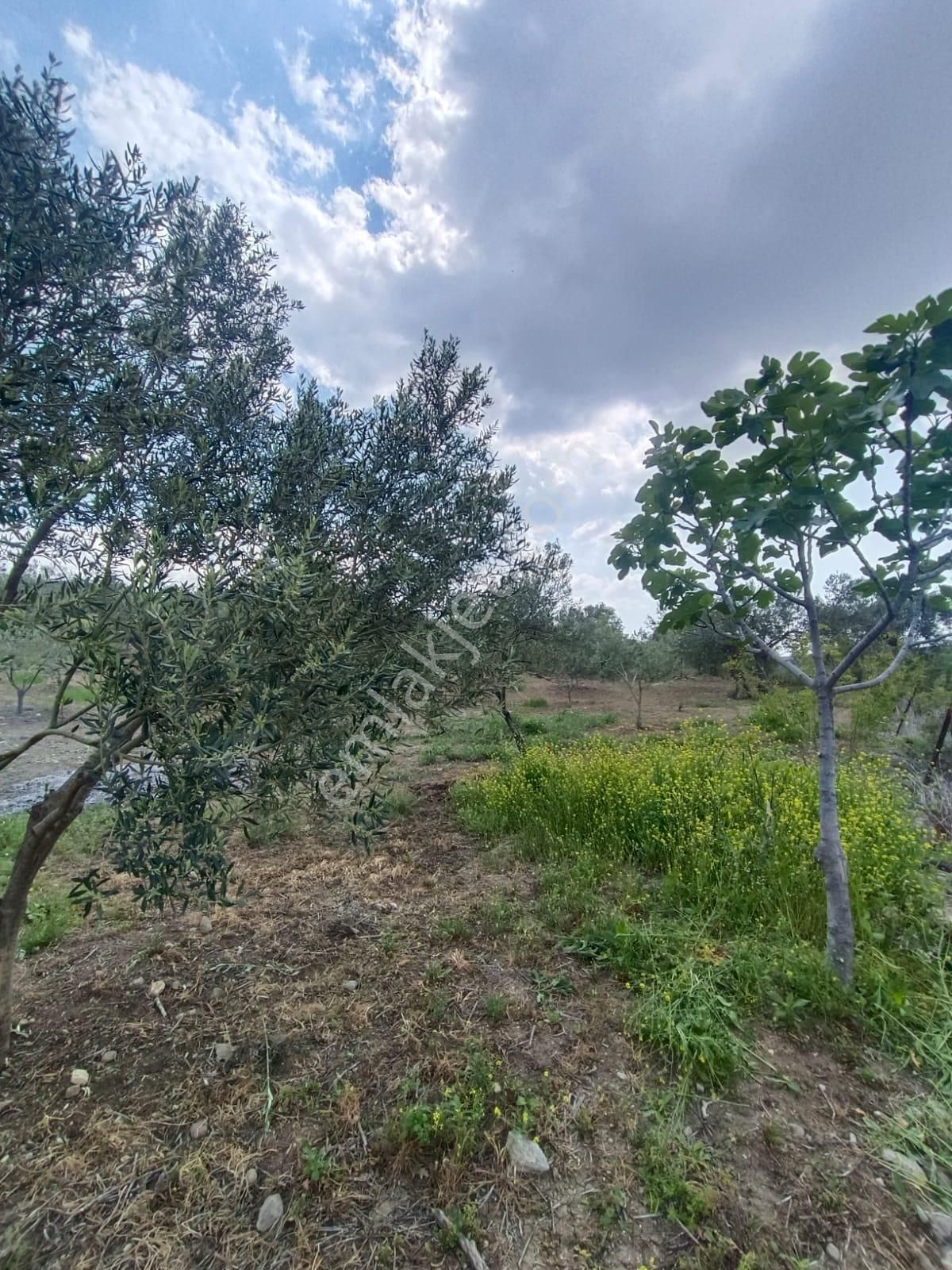 Bergama Eğrigöl'de Yolu Olan Satılık Zeytinlik
