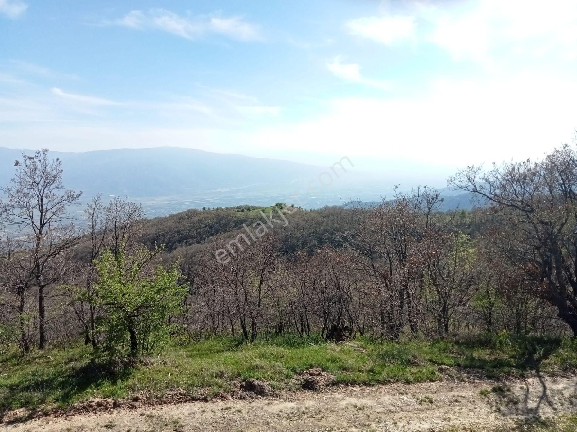 Kuyucak İğdecik'te Tarla - Görsel 6