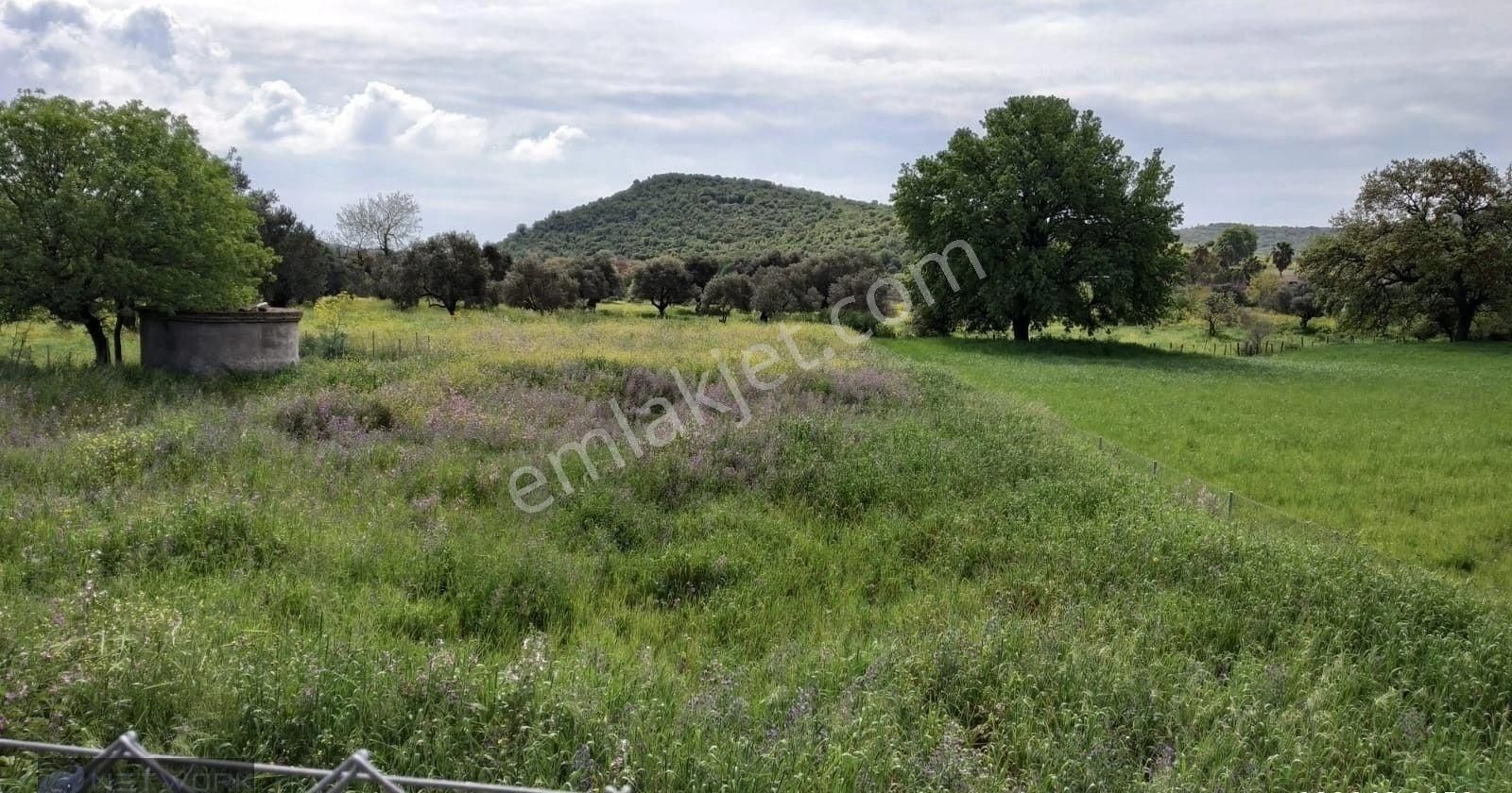Bodrum Ortakent Kiralık Bahçe