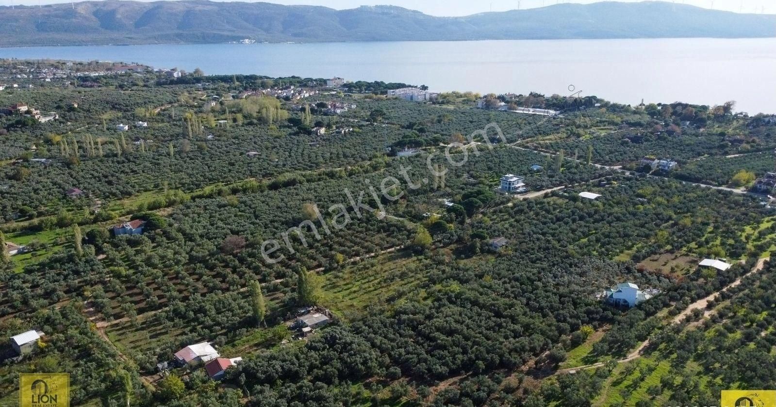 🟨⬛lıon Emlak'tan Erdek Yalı Mahallesi Kastri Mevkiinde Yola Cephe 4985m² Satılık Zeytinlik⬛🟨 - Görsel 3