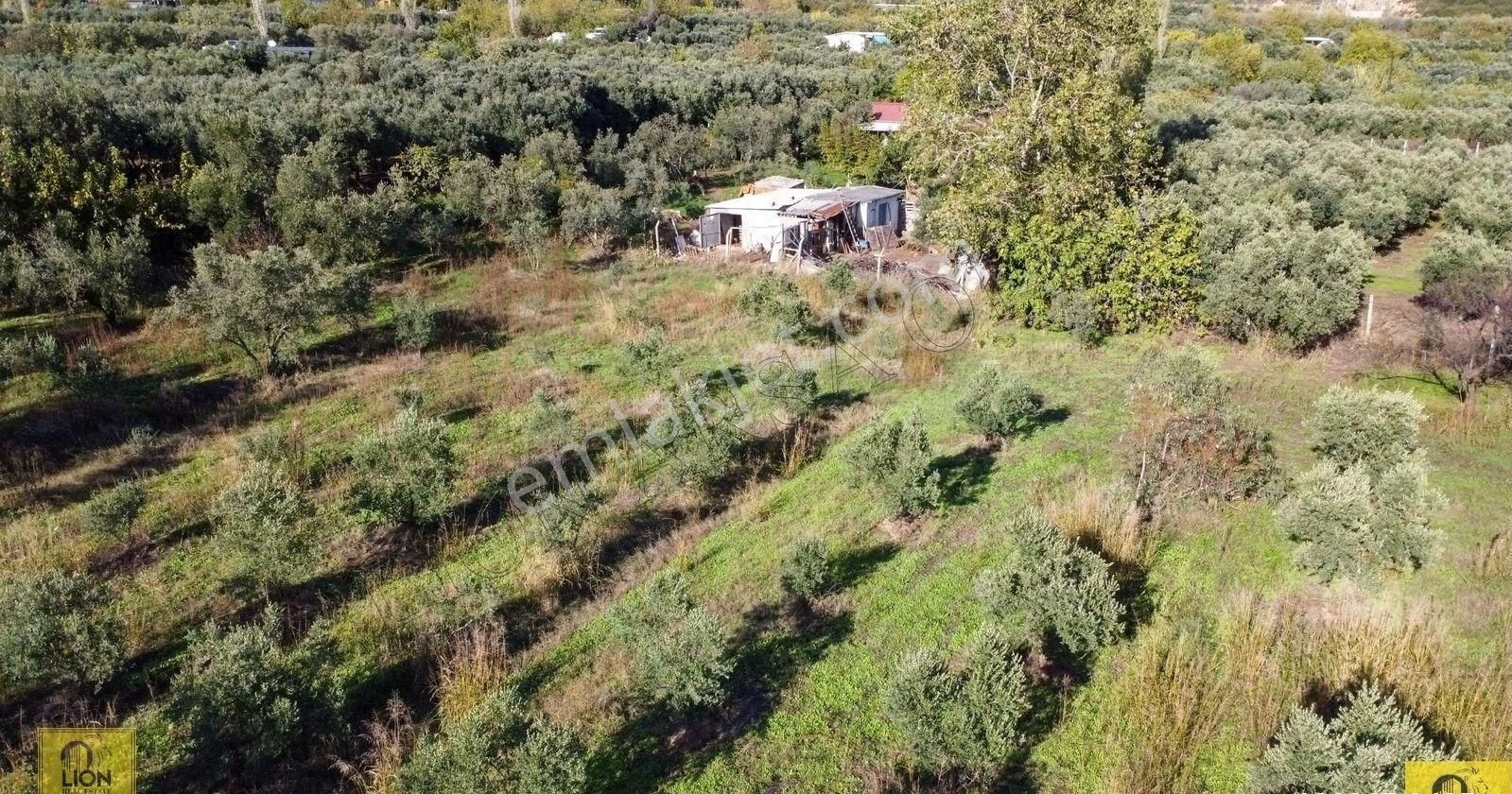 🟨⬛lıon Emlak'tan Erdek Yalı Mahallesi Kastri Mevkiinde Yola Cephe 4985m² Satılık Zeytinlik⬛🟨 - Görsel 14