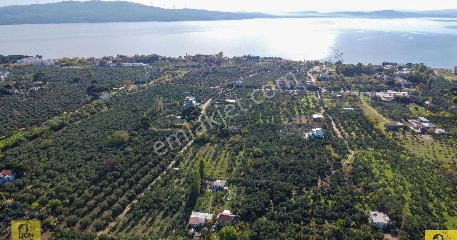 🟨⬛lıon Emlak'tan Erdek Yalı Mahallesi Kastri Mevkiinde Yola Cephe 4985m² Satılık Zeytinlik⬛🟨 - Görsel 4