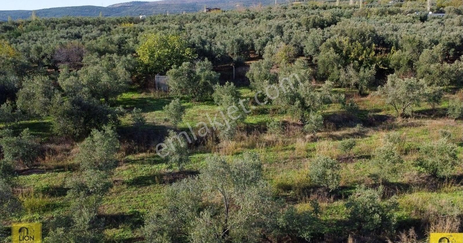 🟨⬛lıon Emlak'tan Erdek Yalı Mahallesi Kastri Mevkiinde Yola Cephe 4985m² Satılık Zeytinlik⬛🟨 - Görsel 13