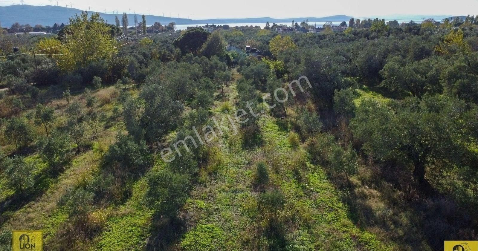 🟨⬛lıon Emlak'tan Erdek Yalı Mahallesi Kastri Mevkiinde Yola Cephe 4985m² Satılık Zeytinlik⬛🟨 - Görsel 5