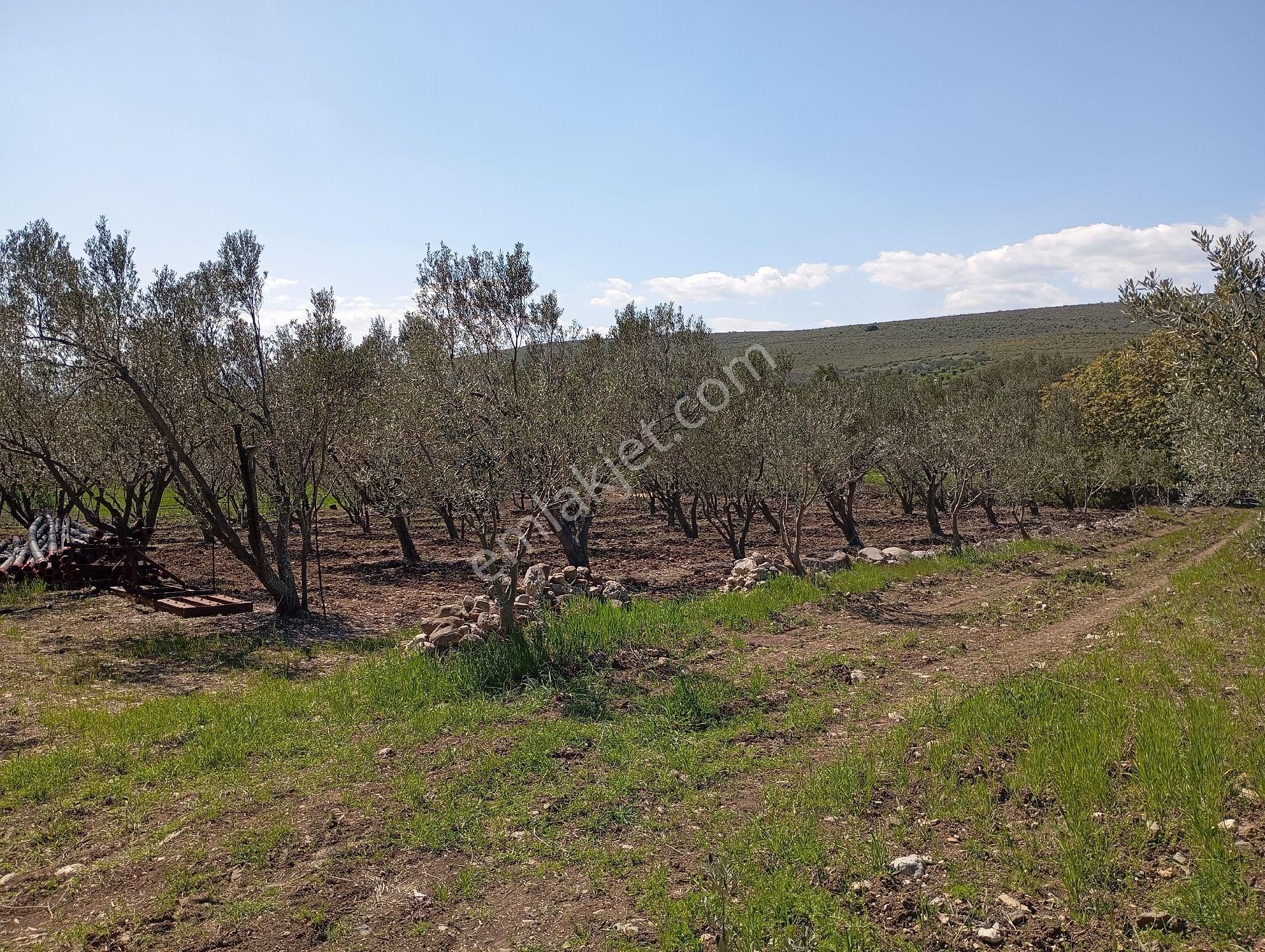 Elit Emlak'tan Bergama Üçtepede Yatırımlık Zeytinlik - Görsel 4