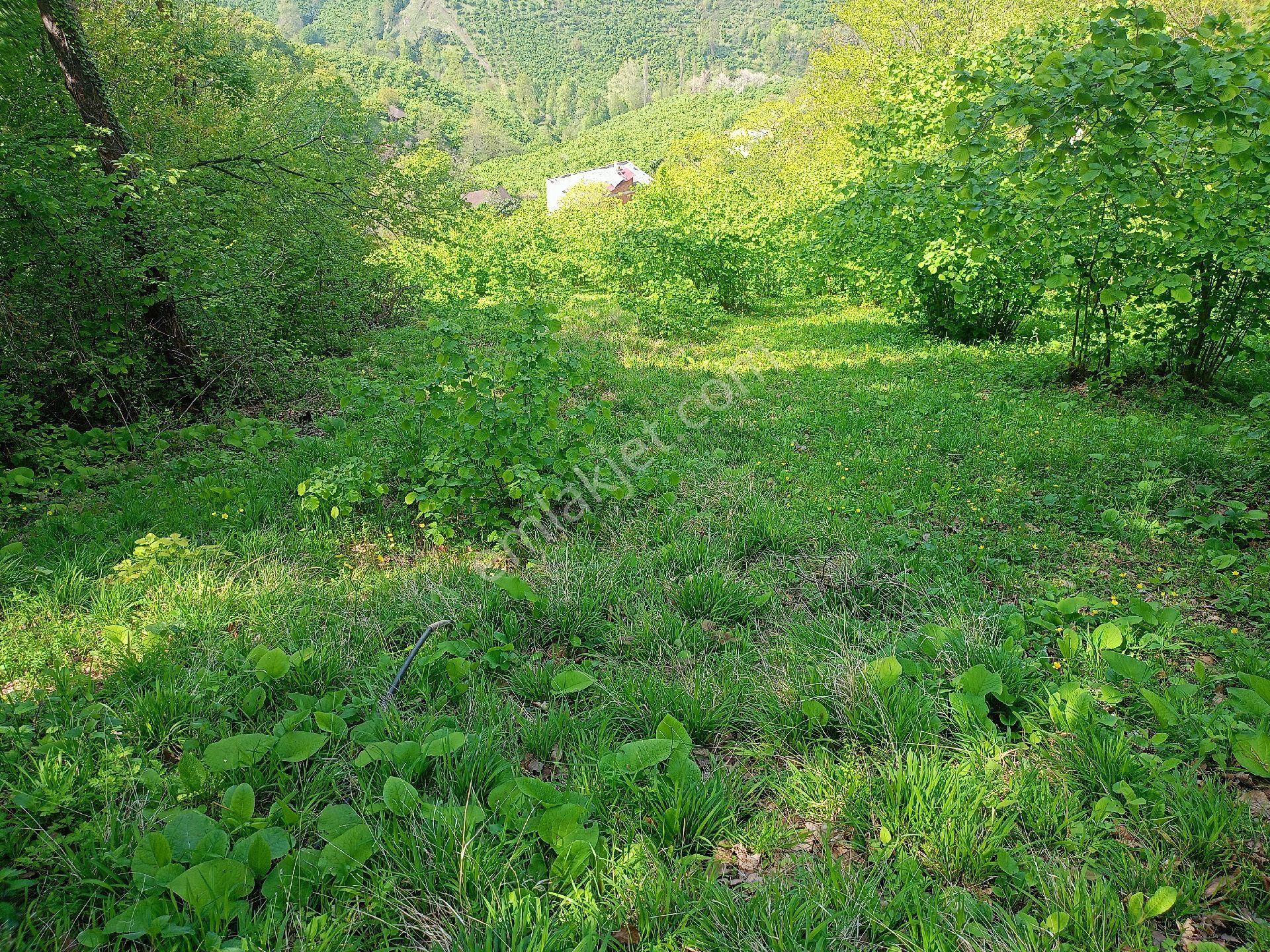 Akçaabat Tütüncüler’ De Satılık 6601 M2 Yatırımlık Fındık Arazisi - Görsel 9