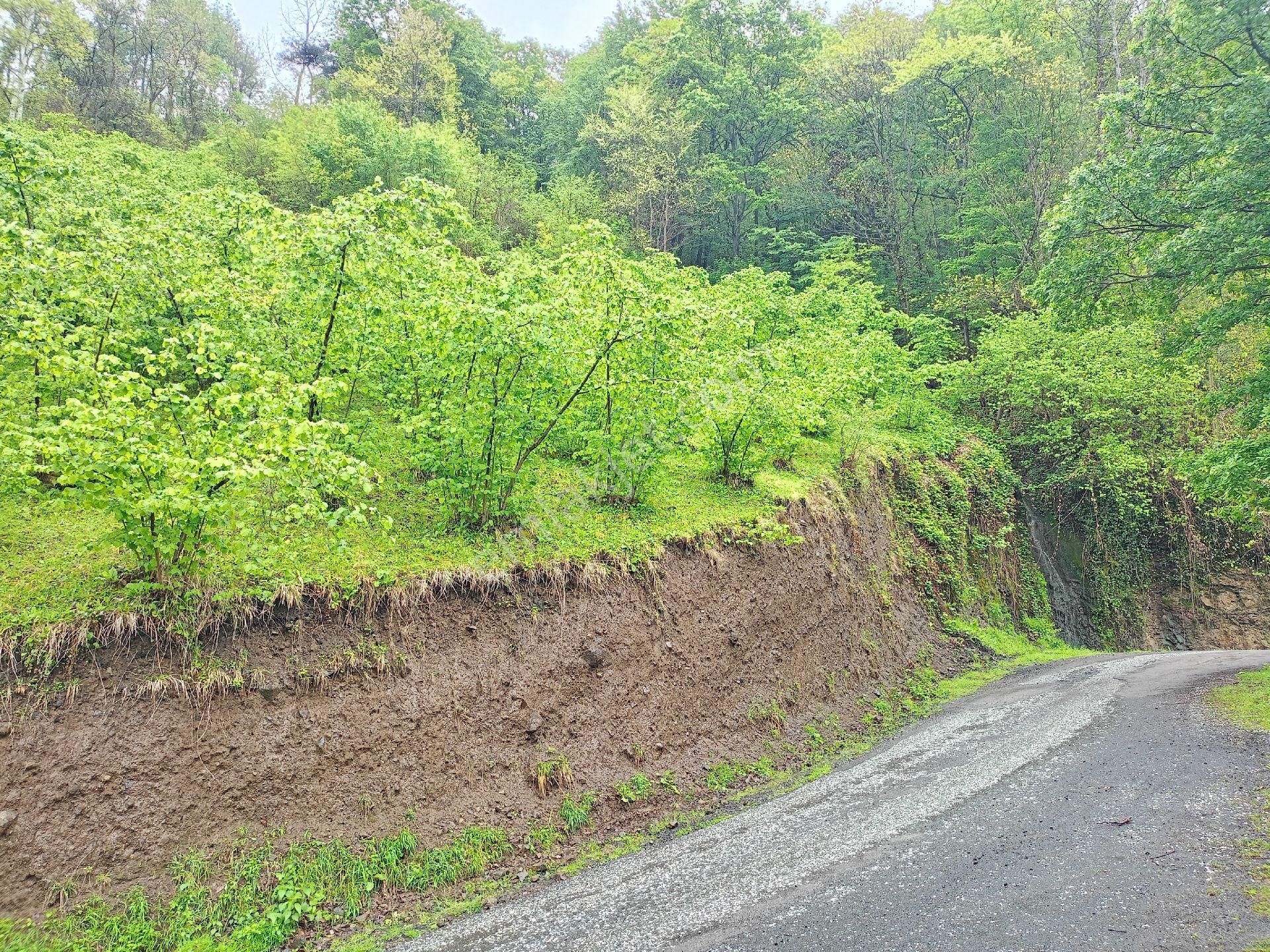 Akçaabat Tütüncüler’ De Satılık 6601 M2 Yatırımlık Fındık Arazisi - Görsel 19