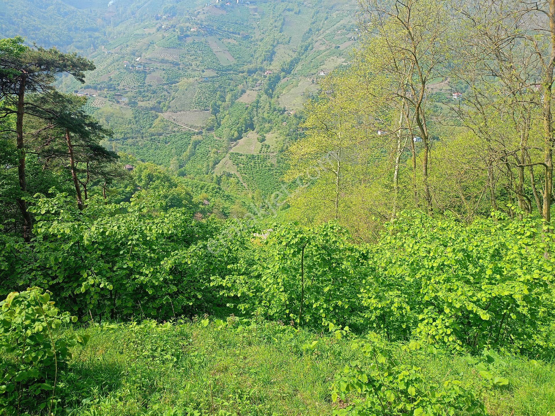 Akçaabat Tütüncüler’ De Satılık 6601 M2 Yatırımlık Fındık Arazisi - Görsel 3