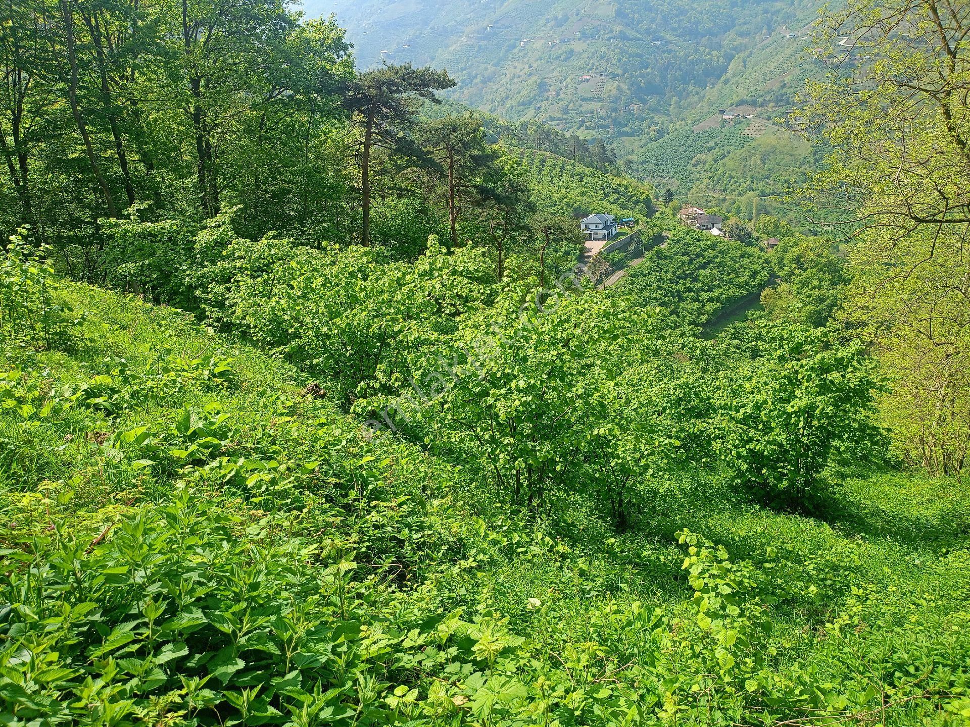 Akçaabat Tütüncüler’ De Satılık 6601 M2 Yatırımlık Fındık Arazisi - Görsel 21