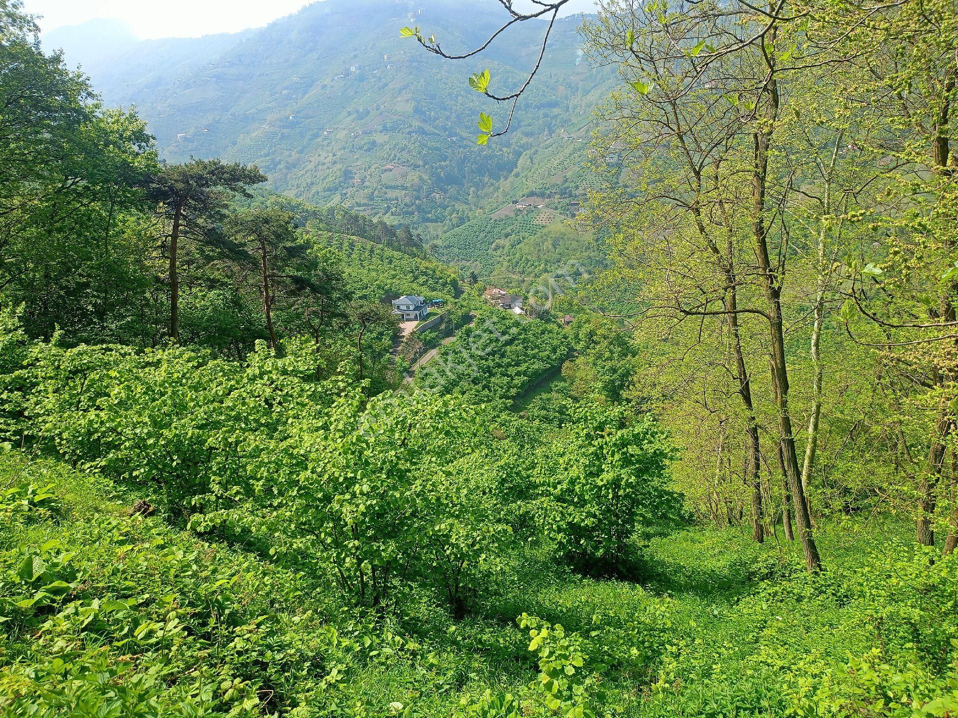 Akçaabat Tütüncüler’ De Satılık 6601 M2 Yatırımlık Fındık Arazisi - Görsel 23