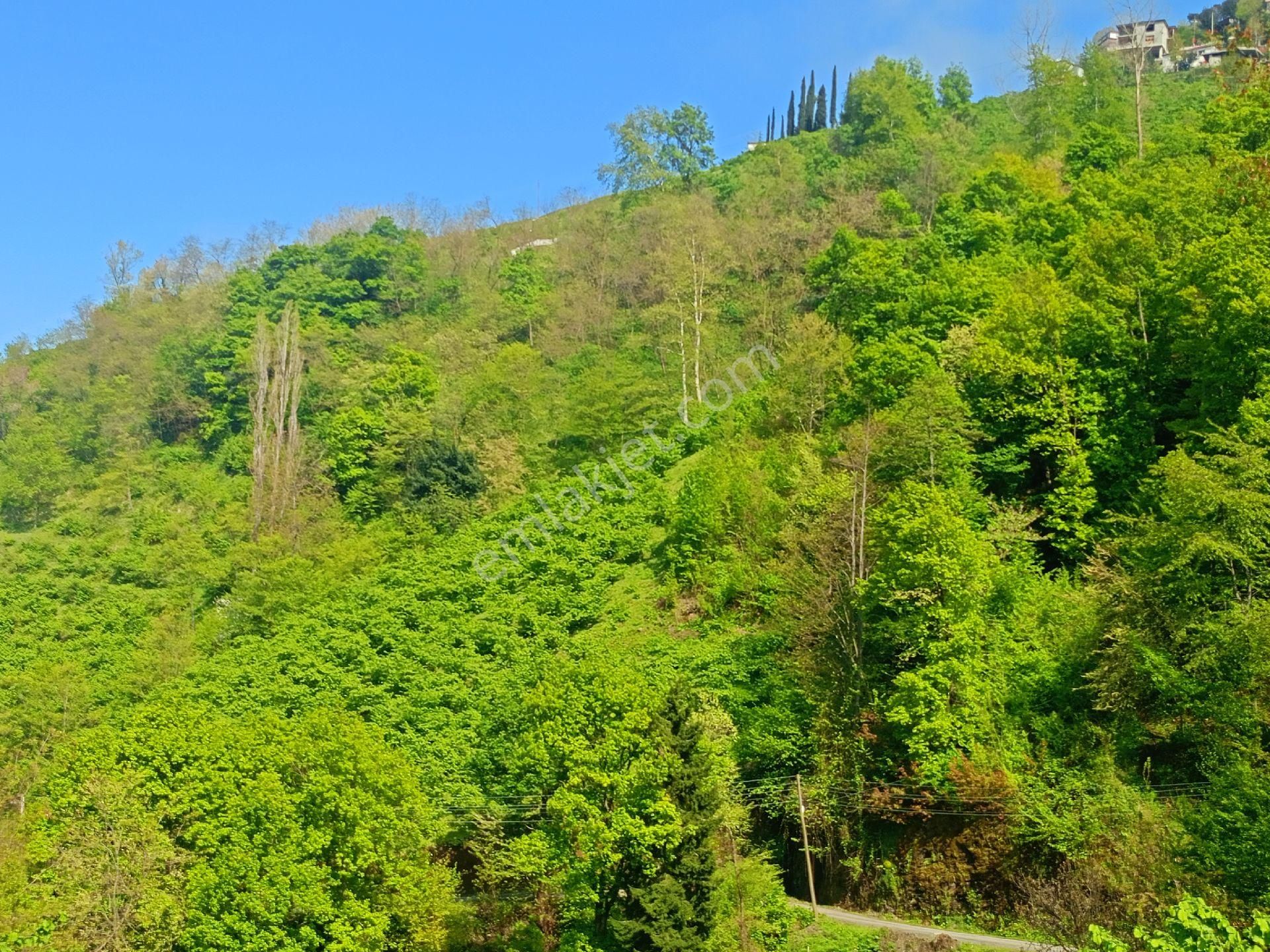 Akçaabat Tütüncüler’ De Satılık 6601 M2 Yatırımlık Fındık Arazisi - Görsel 12