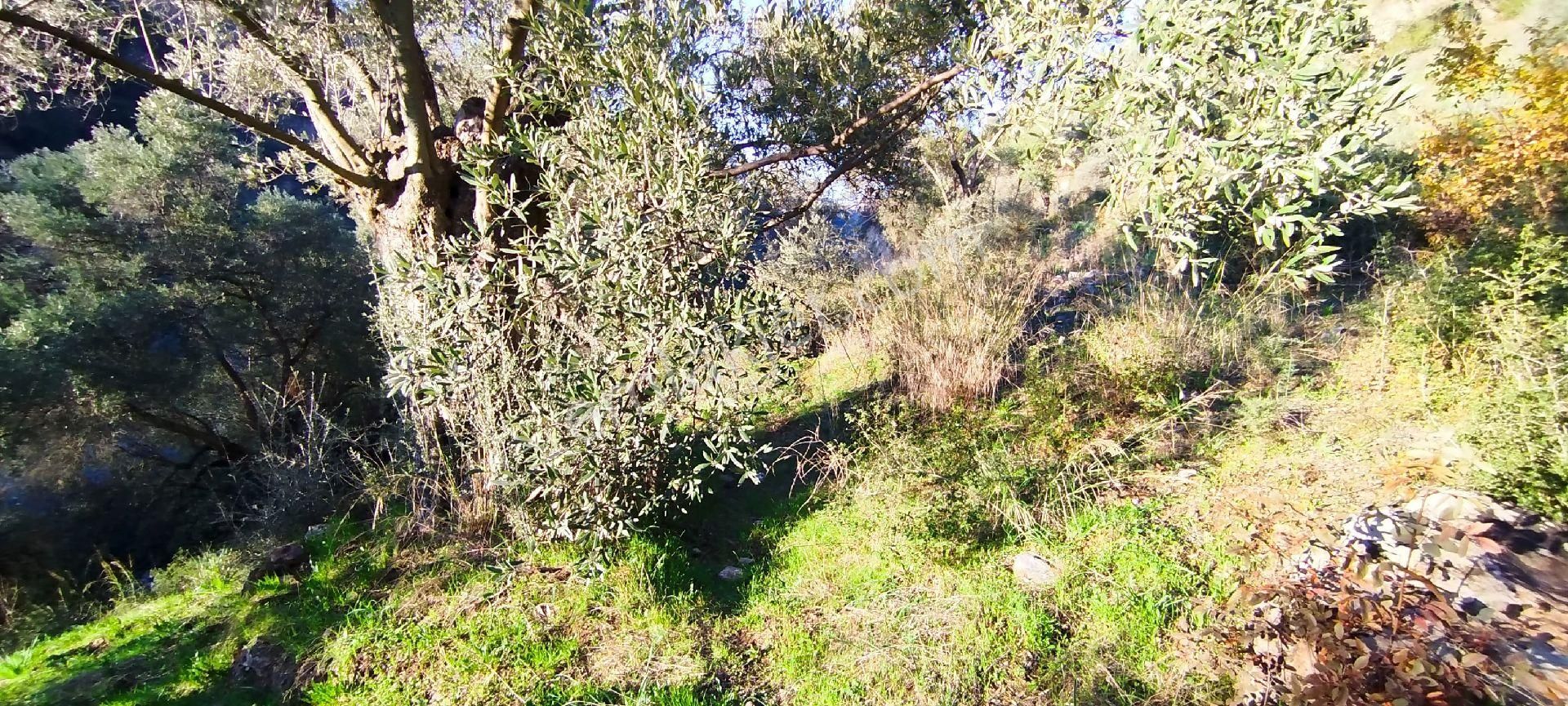 Aydız Sultanhisar Kılavuzlar Mahallesinde 5099 M2 Beş Dönüm Zeytin Bahçesi