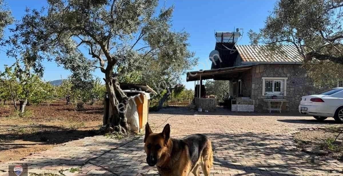 Torbalı Dağkızılca Da Hem Üret ,hem Yaşa Satılık Zeytınlık