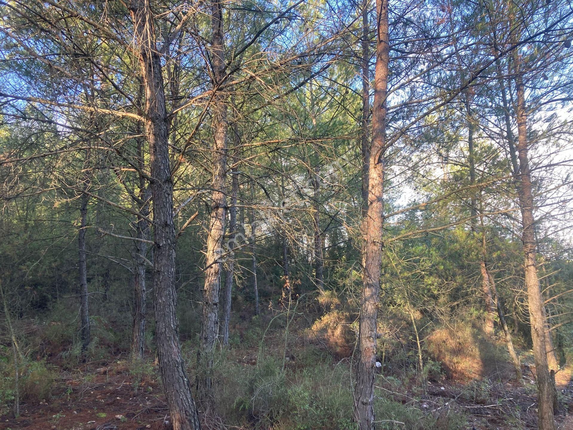 Milas Tuzabat’ta Geleceğe Değer Katan Yatırımlık Tarla - Görsel 17
