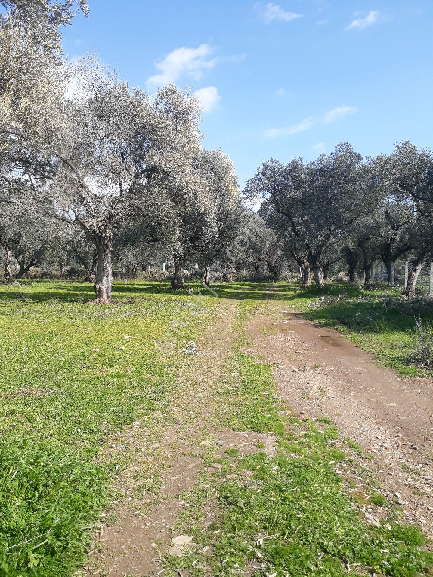 Zeytinli Bağ - Görsel 12