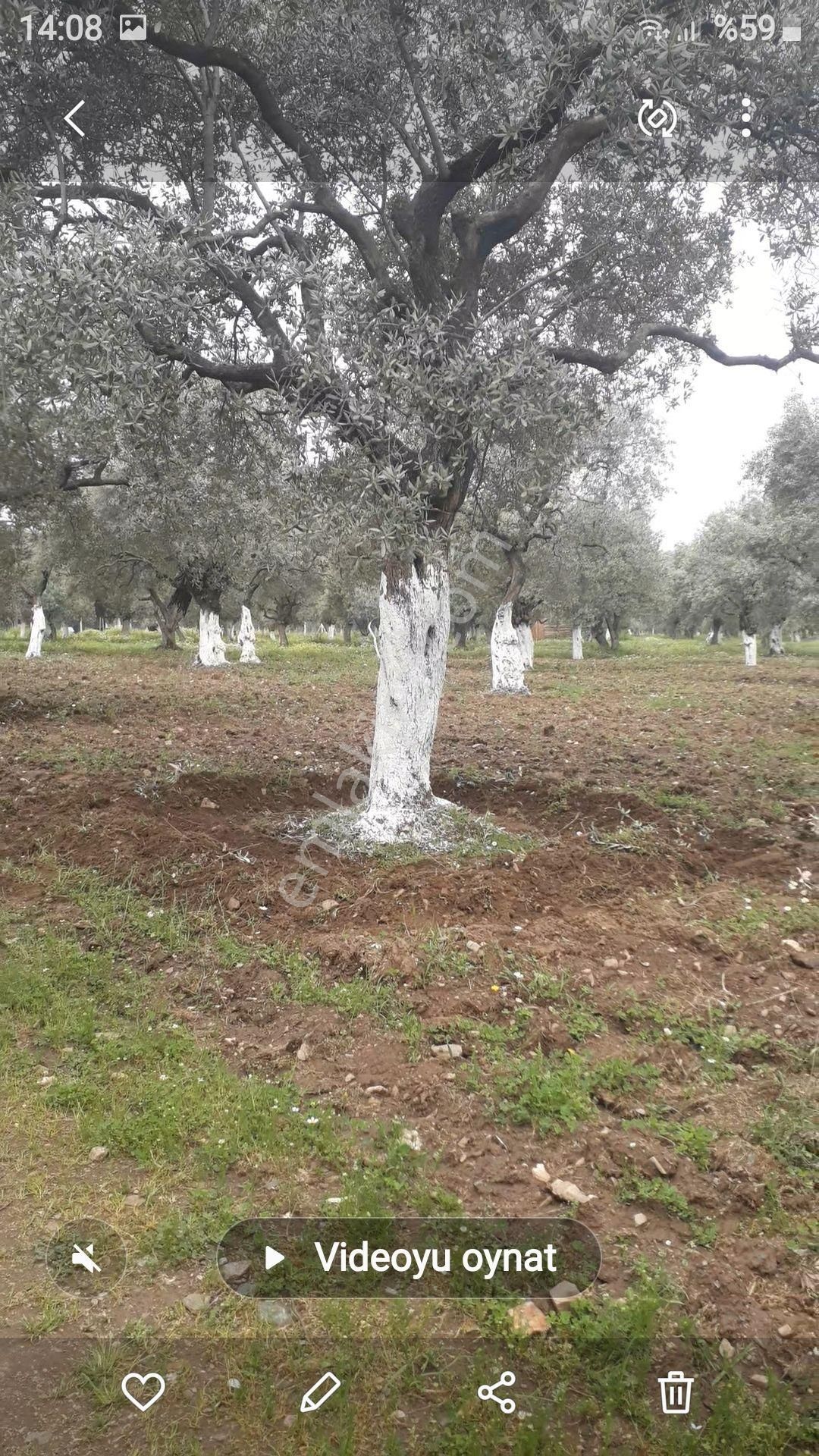 Zeytinli Bağ