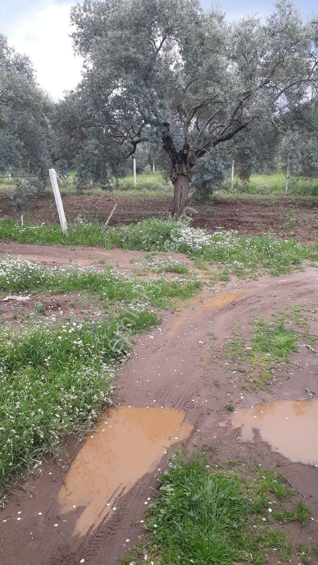 Zeytinli Bağ - Görsel 8