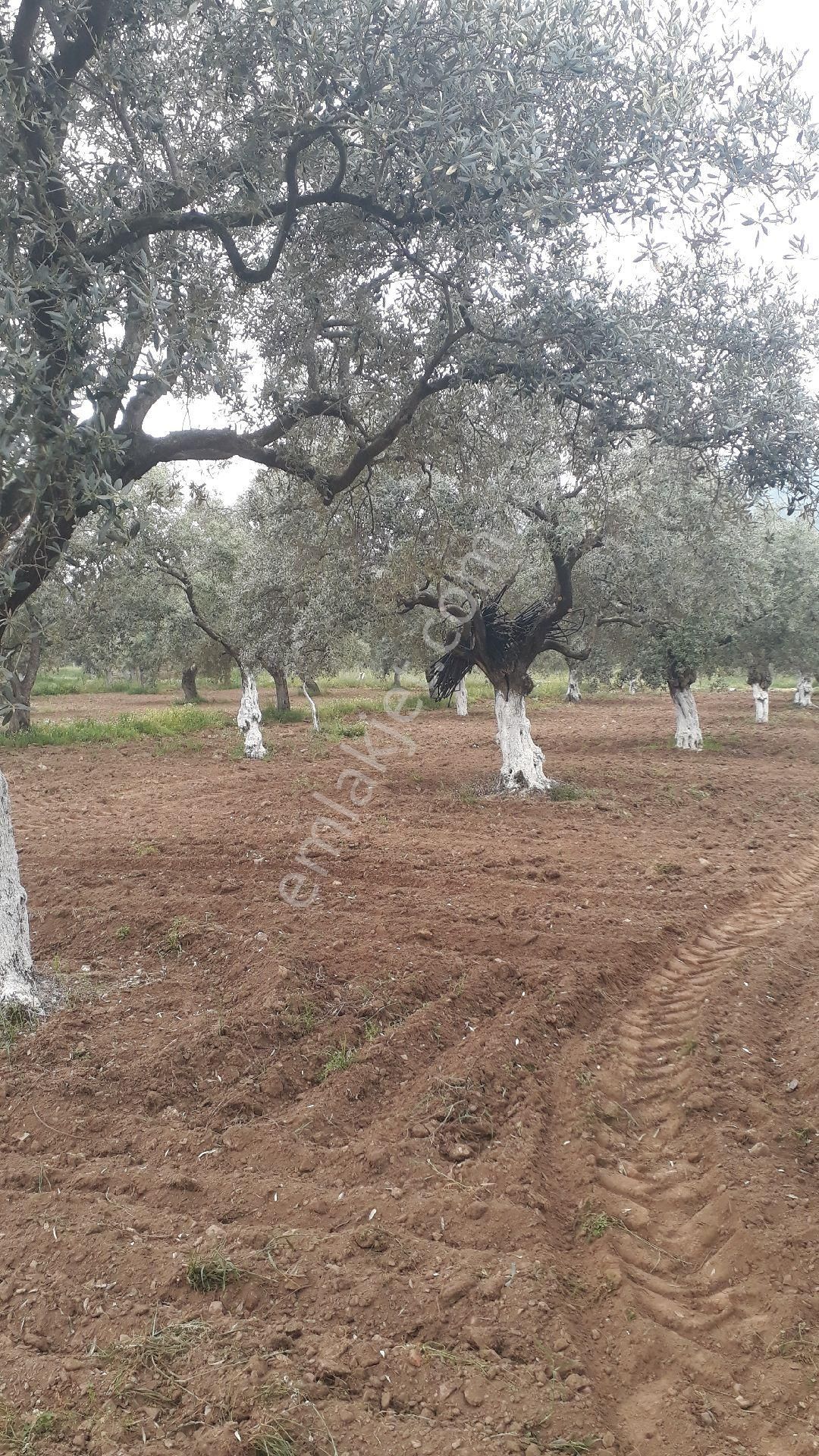 Zeytinli Bağ - Görsel 9