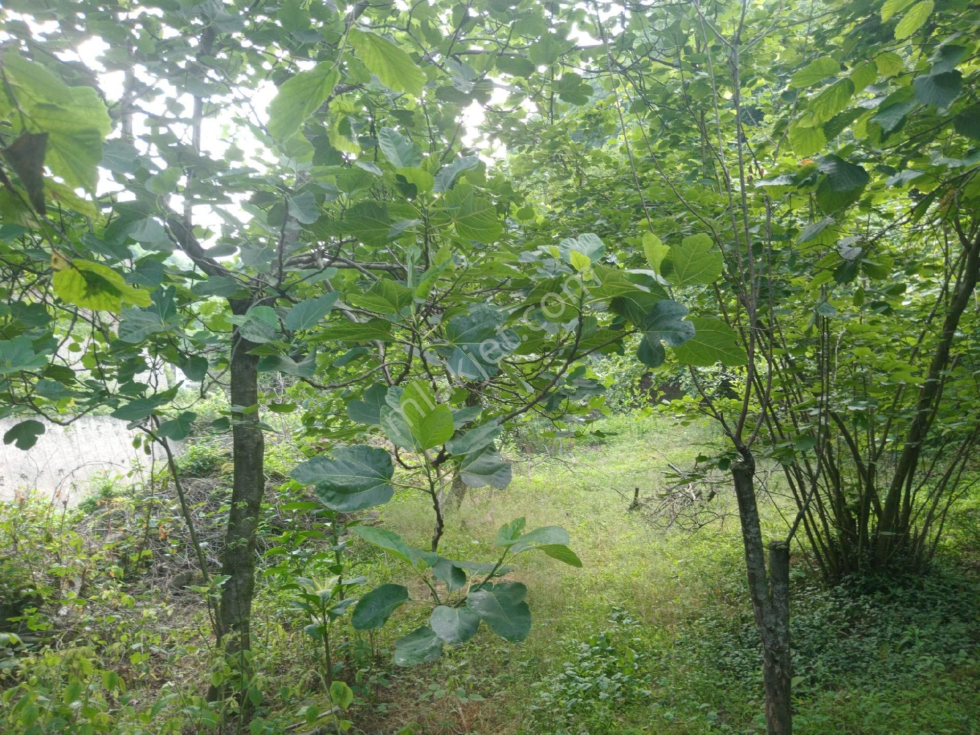 Yanbolu Santa Yolu Üzerinde Satılık 42,5 Dönüm Arazi - Görsel 26