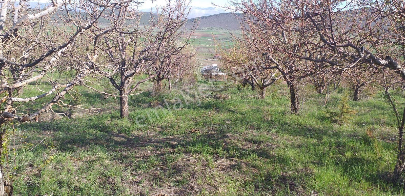 Sahibinden Satlık Elma Bahçesi