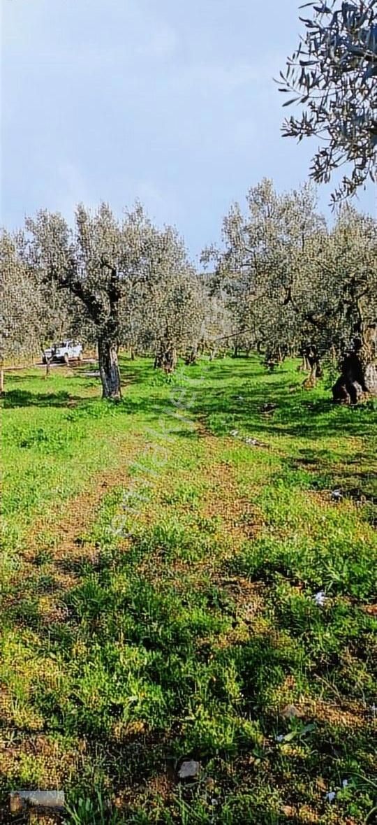 Umurbey De 3032m2 İmara 500m+yol+su+düz+95 Zeytin - Görsel 6