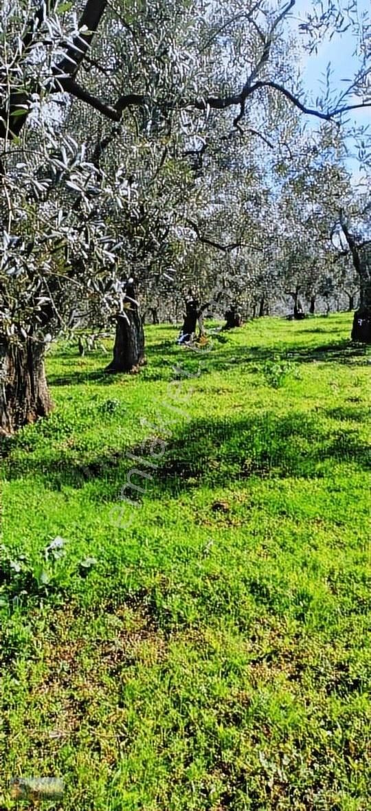 Umurbey De 3032m2 İmara 500m+yol+su+düz+95 Zeytin - Görsel 8