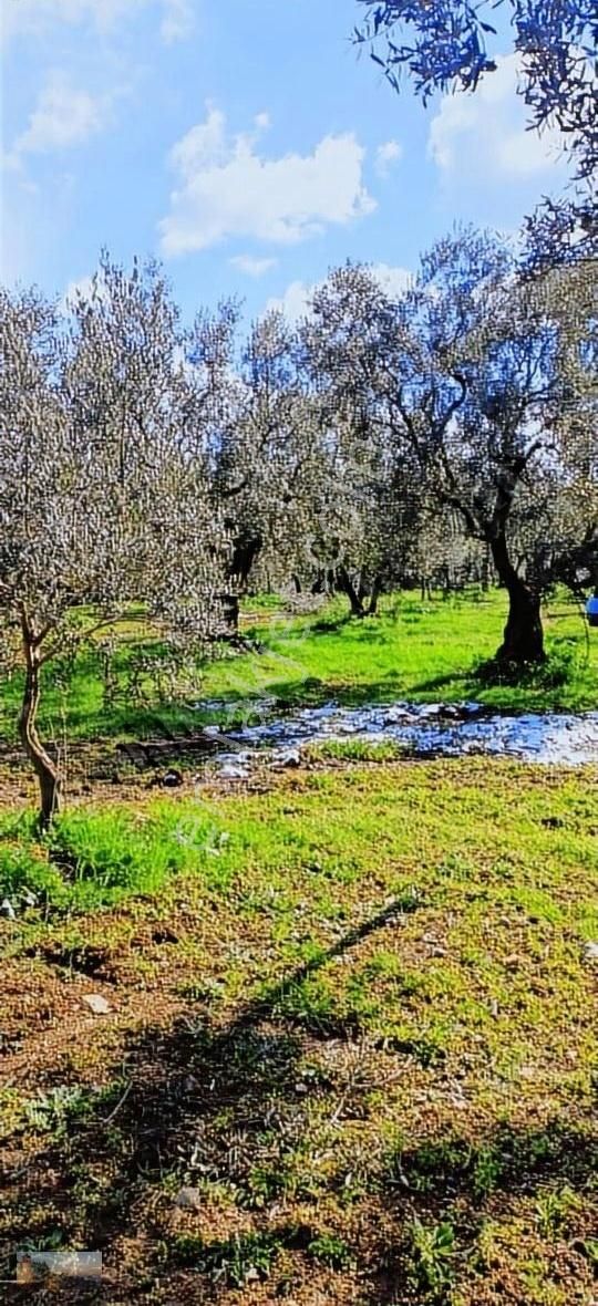 Umurbey De 3032m2 İmara 500m+yol+su+düz+95 Zeytin - Görsel 3
