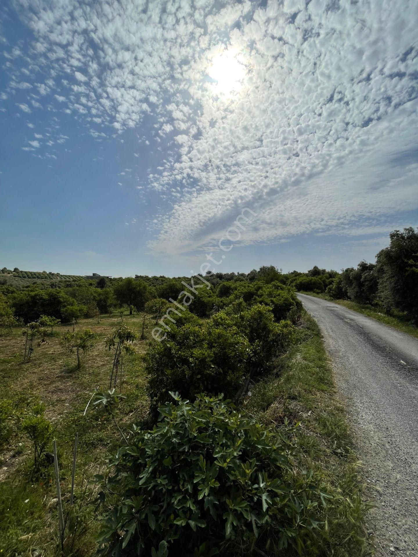 Aslan'dan Elvanlı'da 1.852 M2 Müstakil Tapulu Bahçe - Görsel 3
