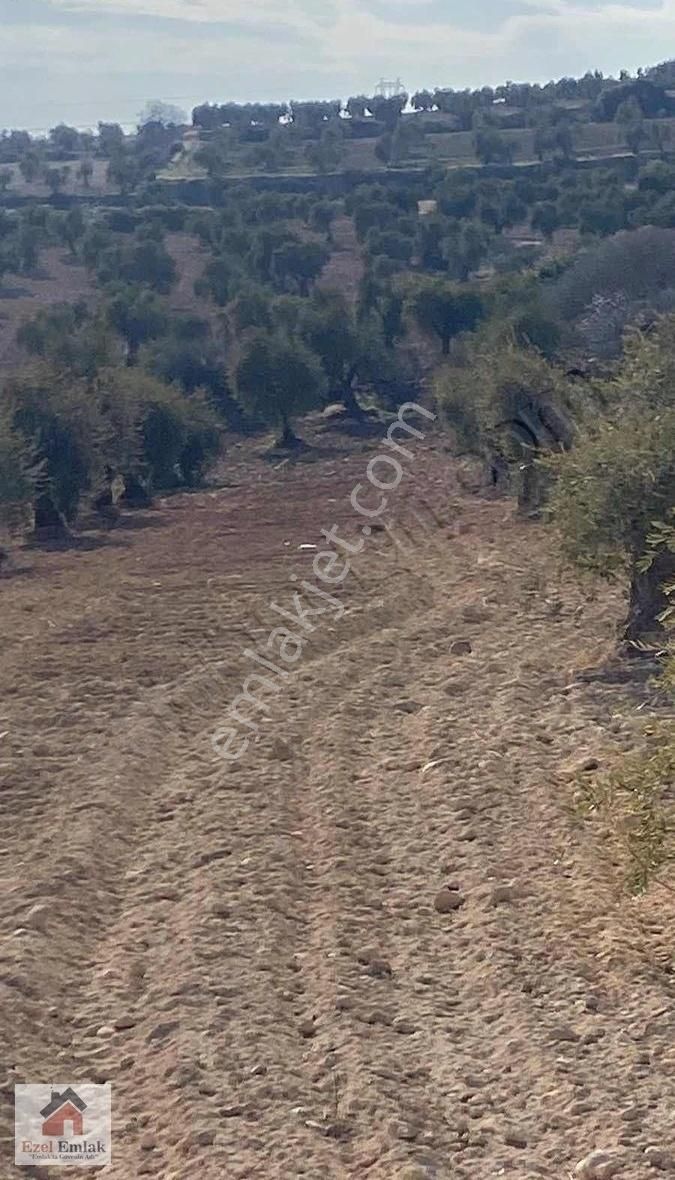 Ezel Emlaktan Küçük Yatırımcıya Özel Satılık Zeytinlik